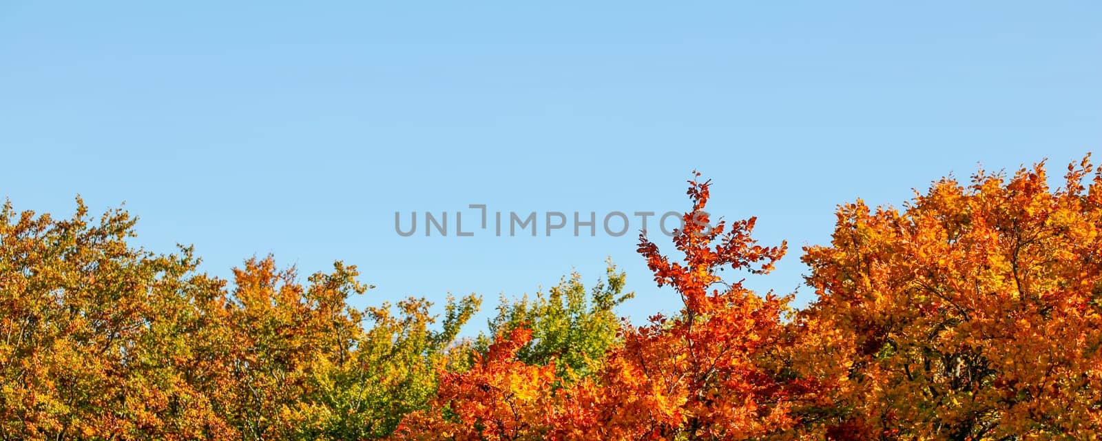 Vibrant coloured leaves on autumn treetop , clear blue sky (space for text) above. Wide banner / fall background. by Ivanko