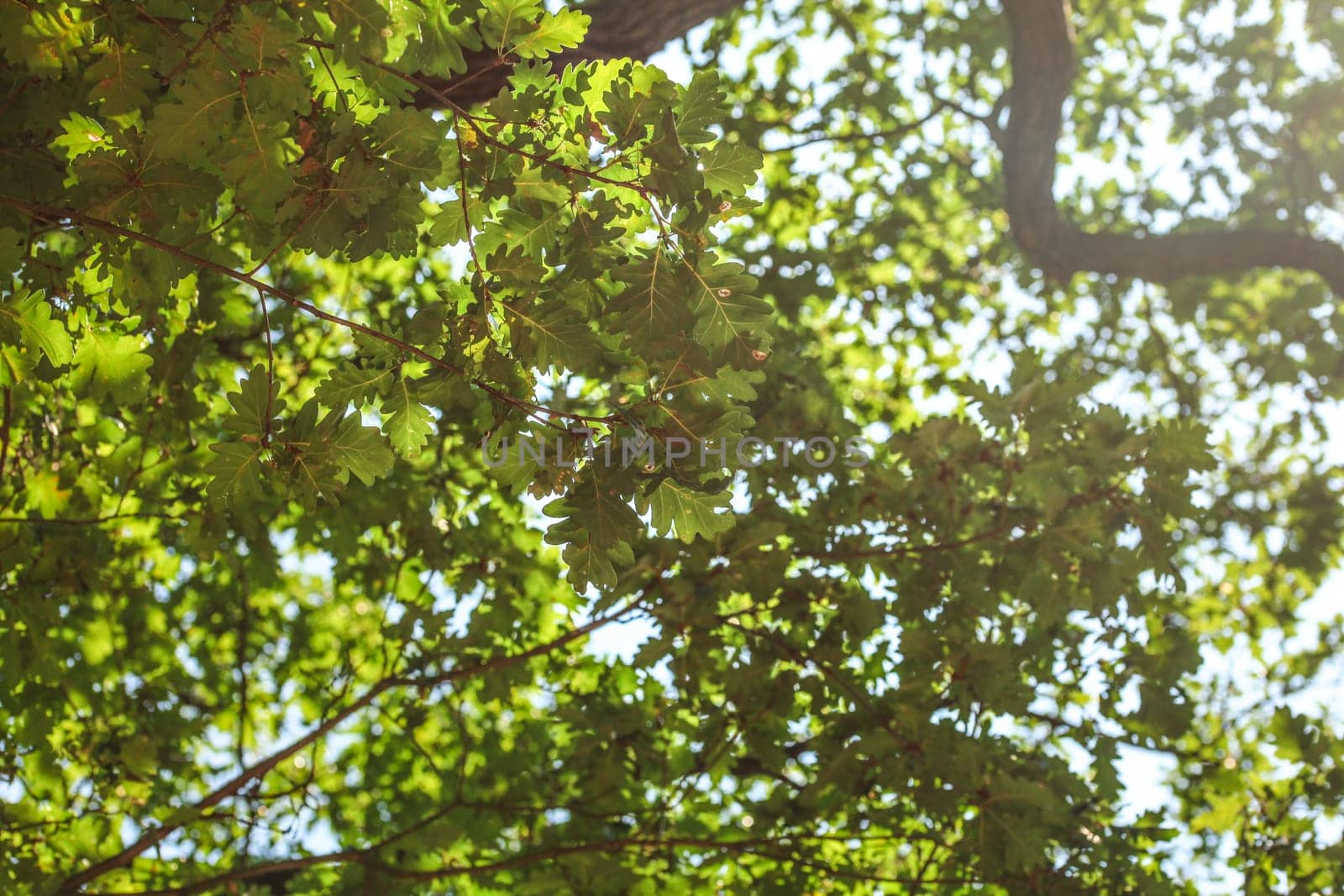 Looking up the oak tree, leaves visible against sunny sky.