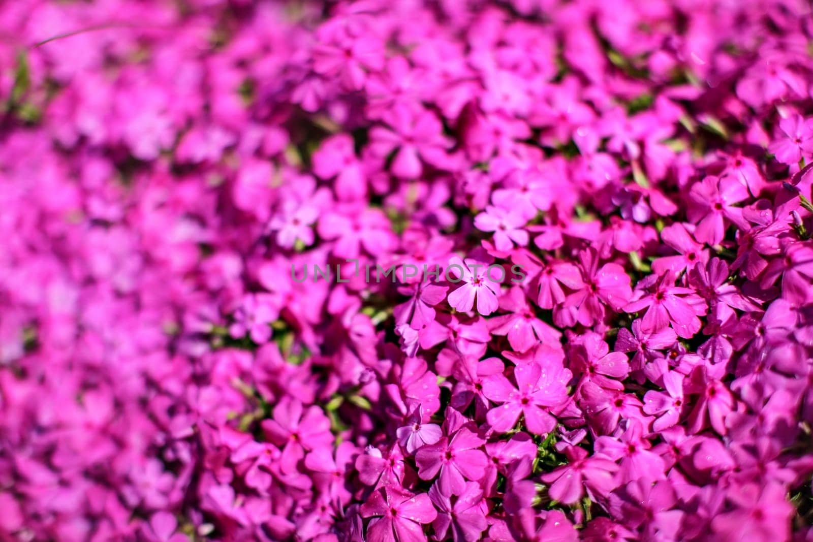 Shallow depth of field photo, only few flowers in focus, pink flowerbed. Abstract spring garden floral background.