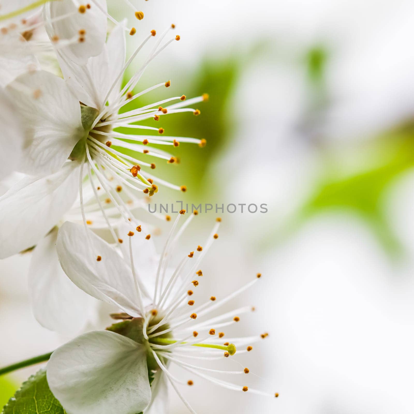 Beautiful white plum flowers in a spring garden on a sunny day