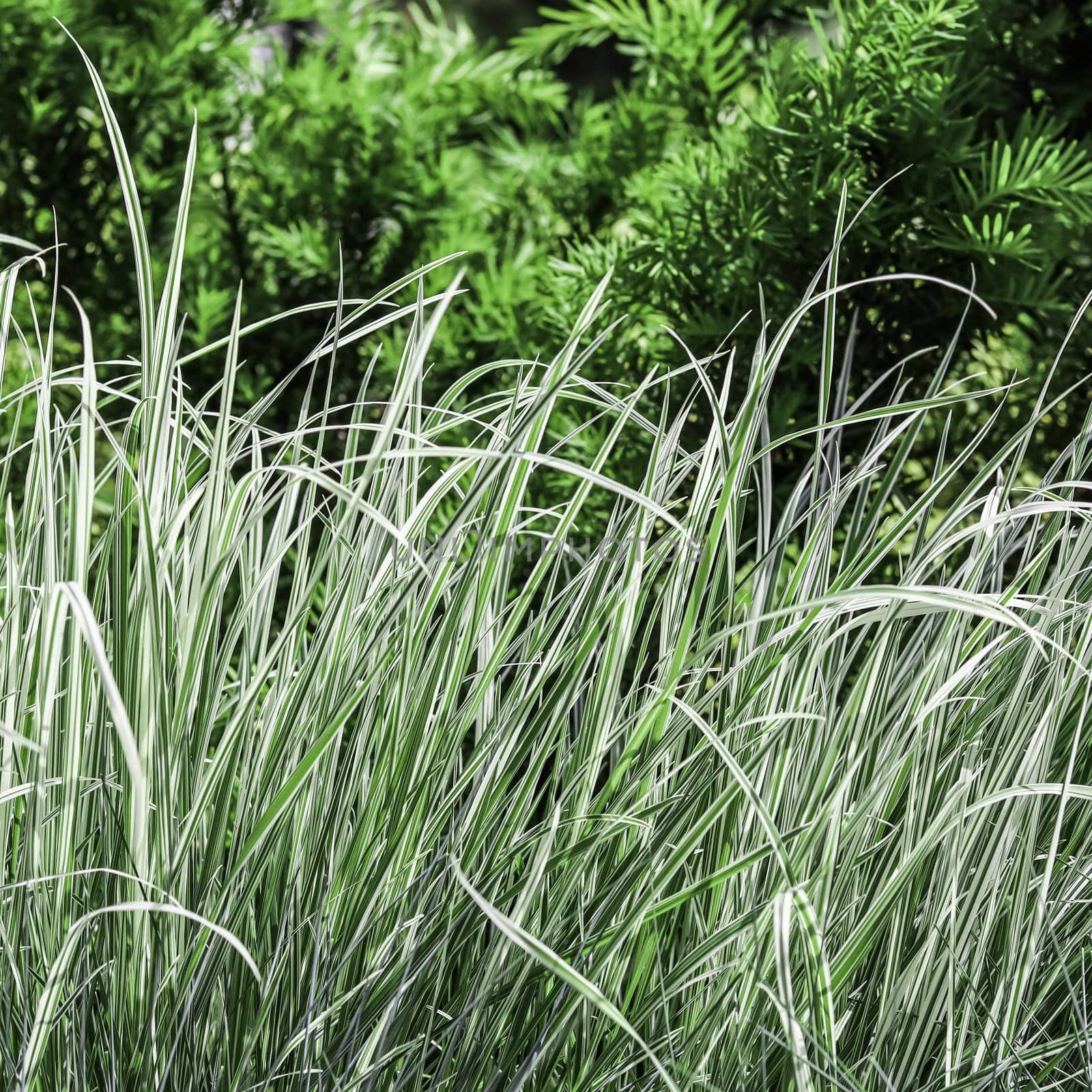 Decorative green and white striped grass. Arrhenatherum elatius bulbosum variegatum. Soft focus. Natural background.