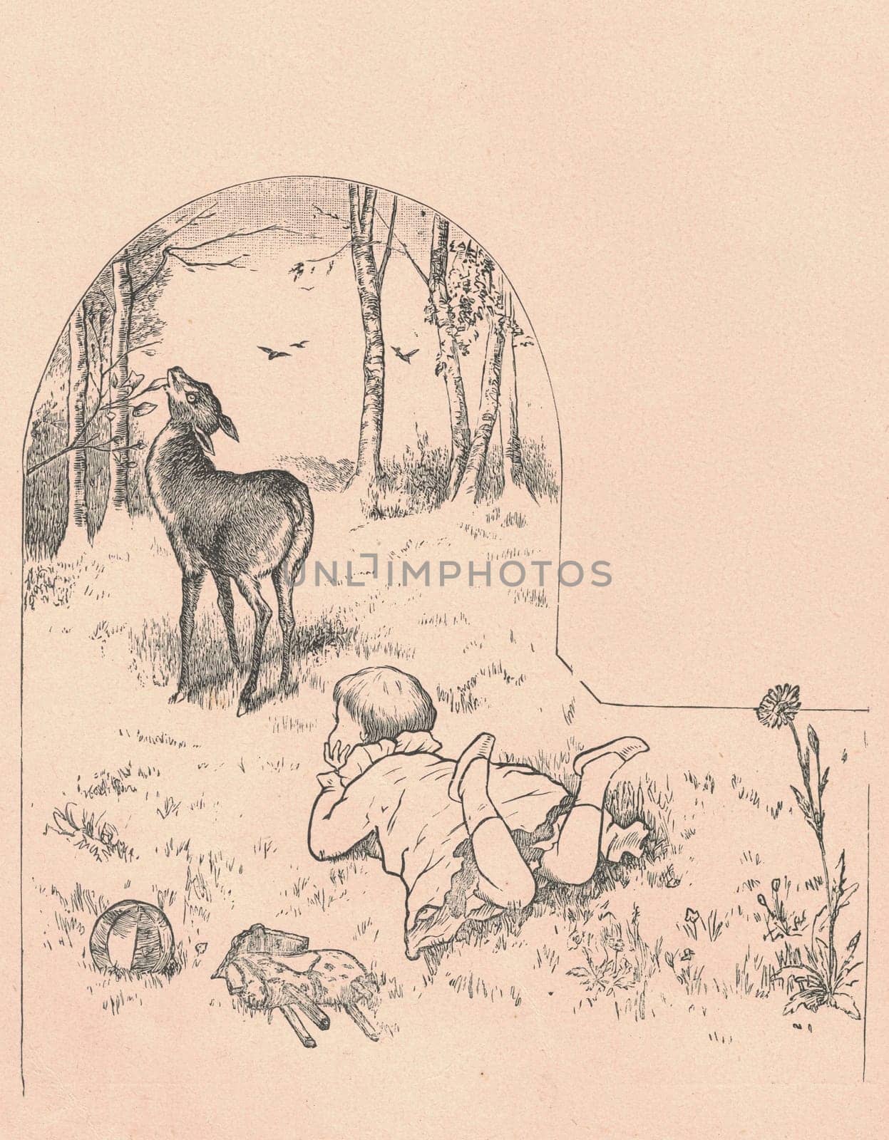 Black and white antique illustration shows a little girl looks at deer doe on the meadow. Vintage drawing shows a a little girl looks at deer doe on the meadow. Old picture from fairy tale book. Storybook illustration published 1910. by roman_nerud