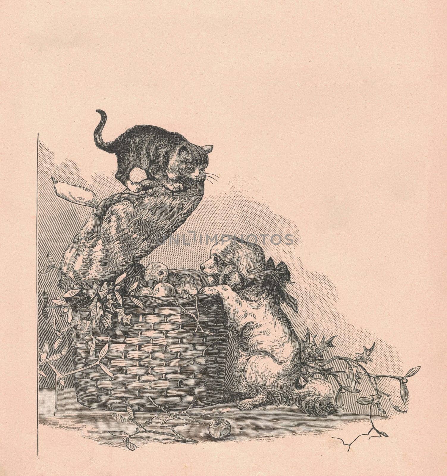 Black and white antique illustration shows a cute puppy and kitten play with apples. Vintage drawing shows the a cute puppy and kitten play with apples. Old picture from fairy tale book. Storybook illustration published 1910. by roman_nerud