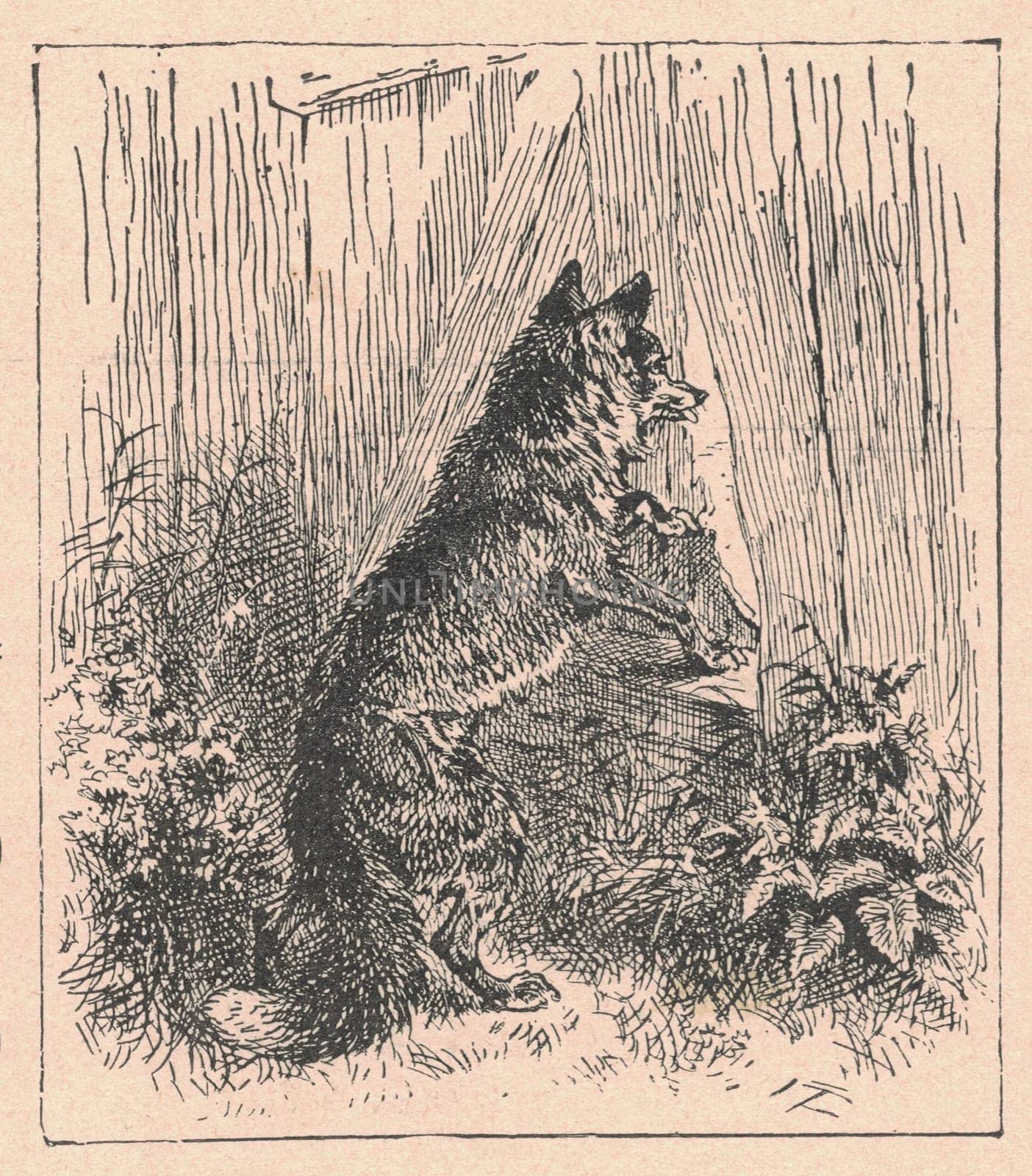 Black and white antique illustration shows a fox looks through the wooden paling. Vintage drawing shows the male fox looks through the wooden picket fence. Old picture from fairy tale book. Storybook illustration published 1910. by roman_nerud