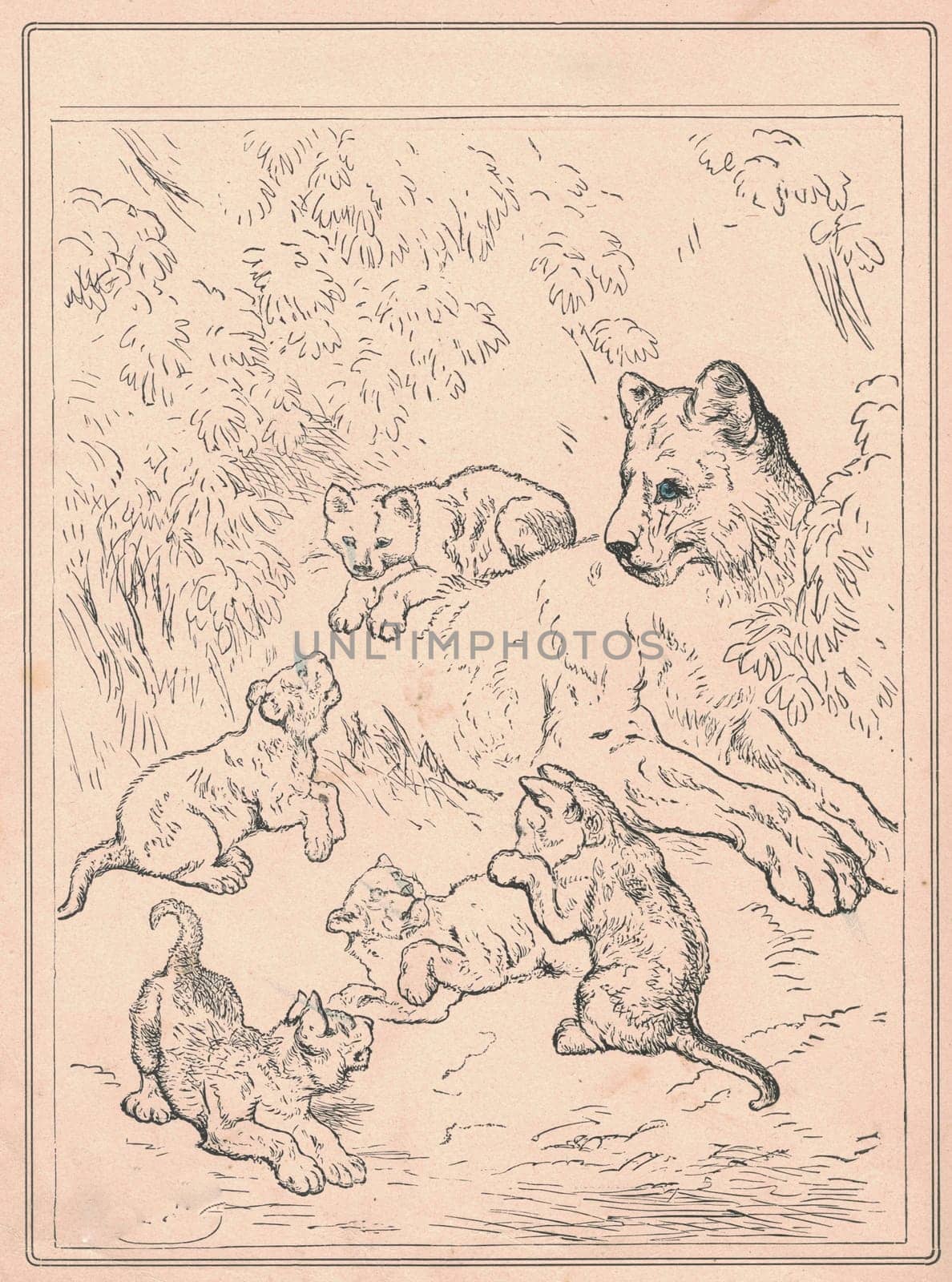 Black and white antique illustration shows a lion's family. Vintage drawing shows the female lion and its cubs. Old picture from fairy tale book. Storybook illustration published 1910. by roman_nerud