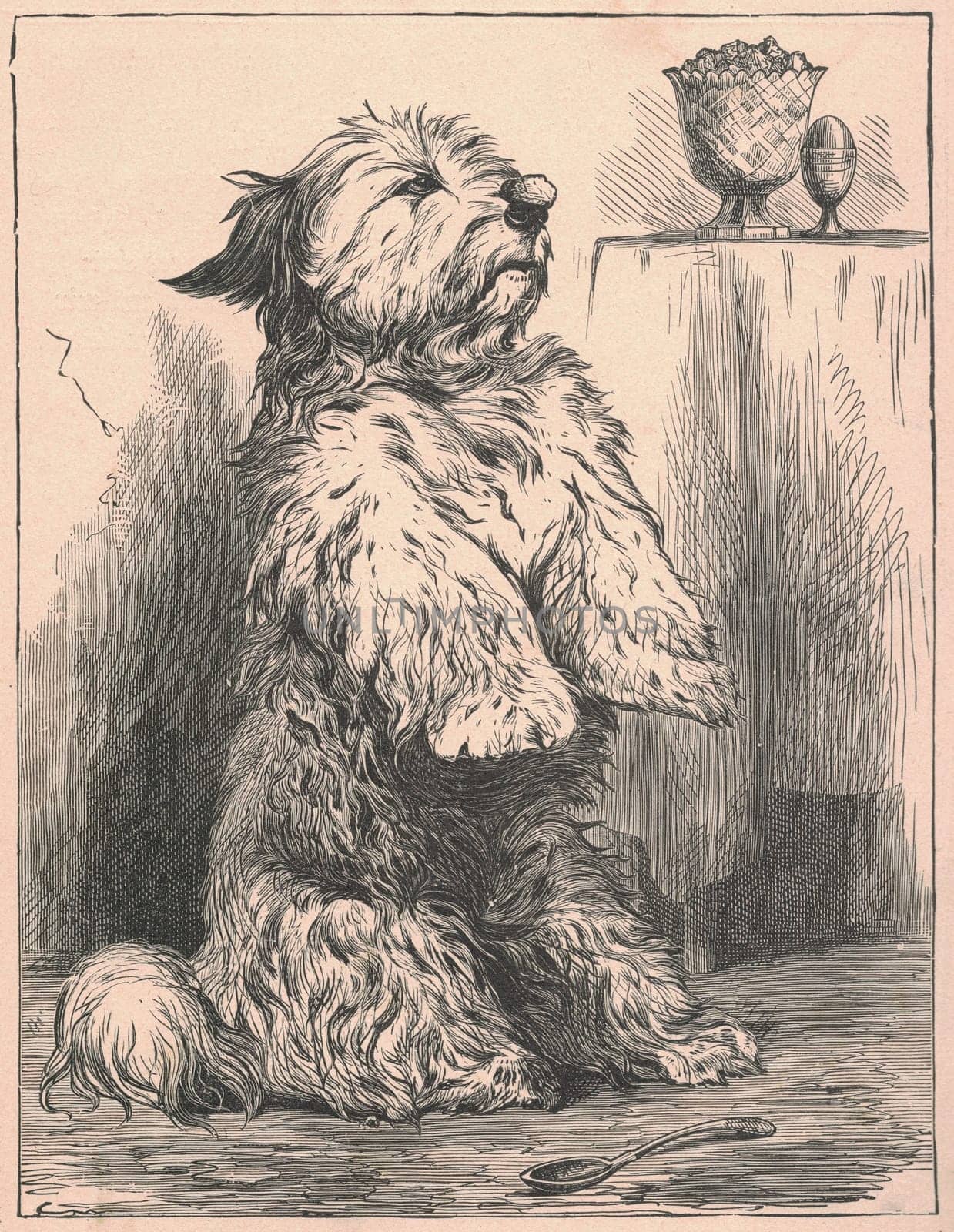 Black and white antique illustration shows a cute doge inside. Vintage drawing shows the dog that sits up on its hind legs. Old picture from fairy tale book. Storybook illustration published 1910 by roman_nerud