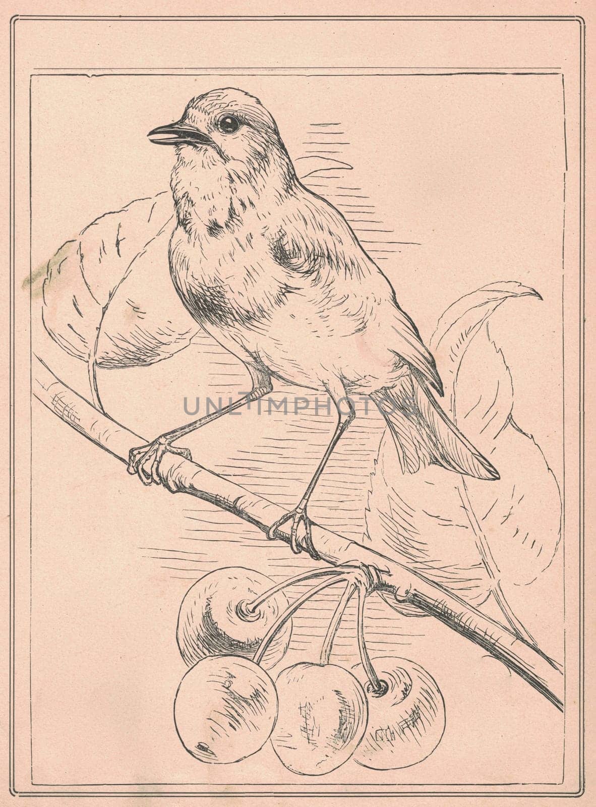 Black and white antique illustration shows a blackbird on a cherry twig. Vintage drawing shows the blackbird on a small branch. Old picture from fairy tale book. Storybook illustration published 1910. by roman_nerud