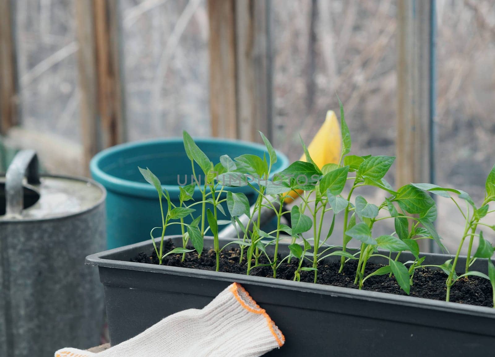 Pepper seedlings in boxes.Young green pepper plants with leaves growing in a box in a greenhouse indoors.Agriculture, vegetable growing and horticulture concept. by TatianaPink