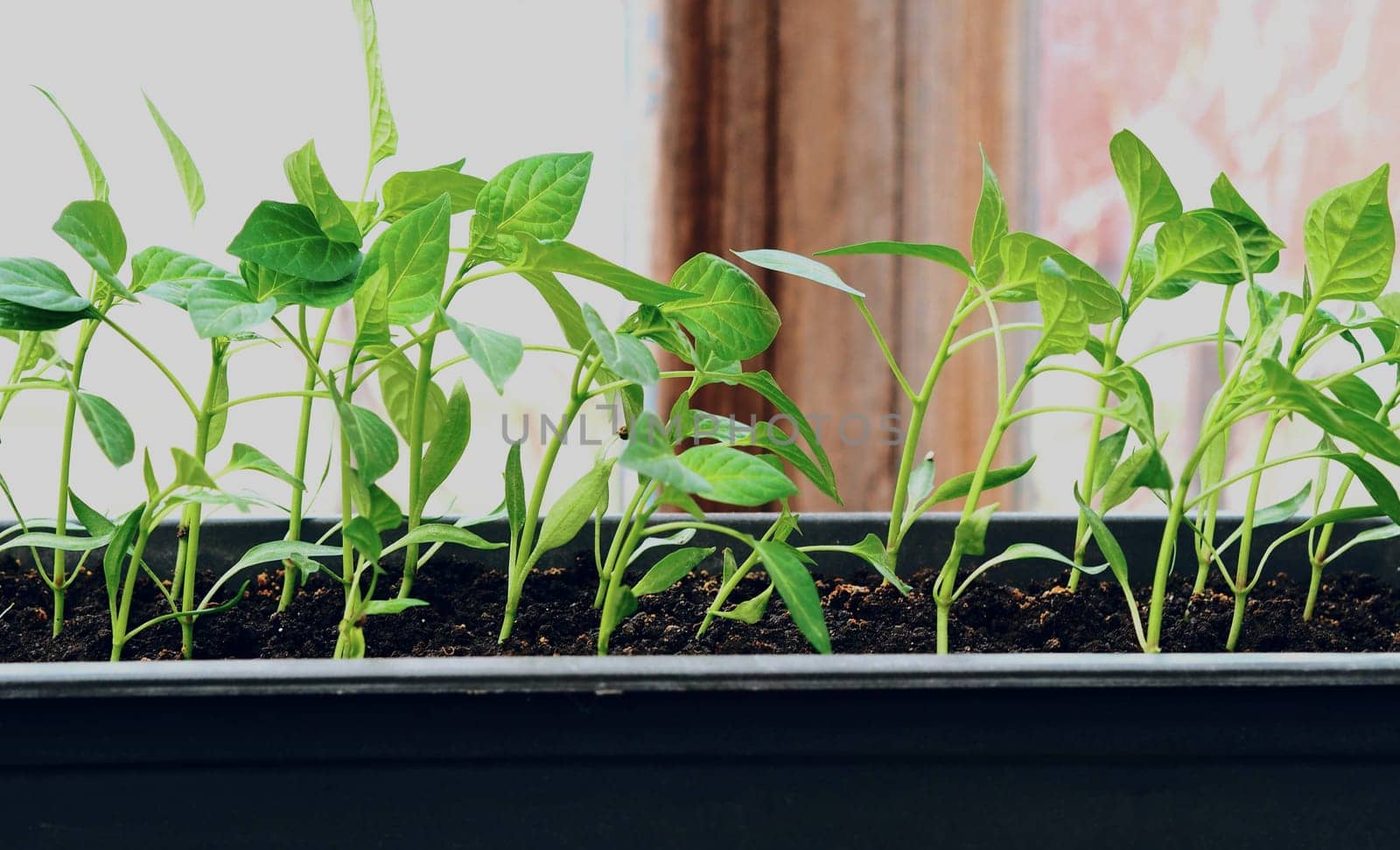 Growing sweet pepper seedlings in a box with organic soil. The concept of agriculture and vegetable growing.