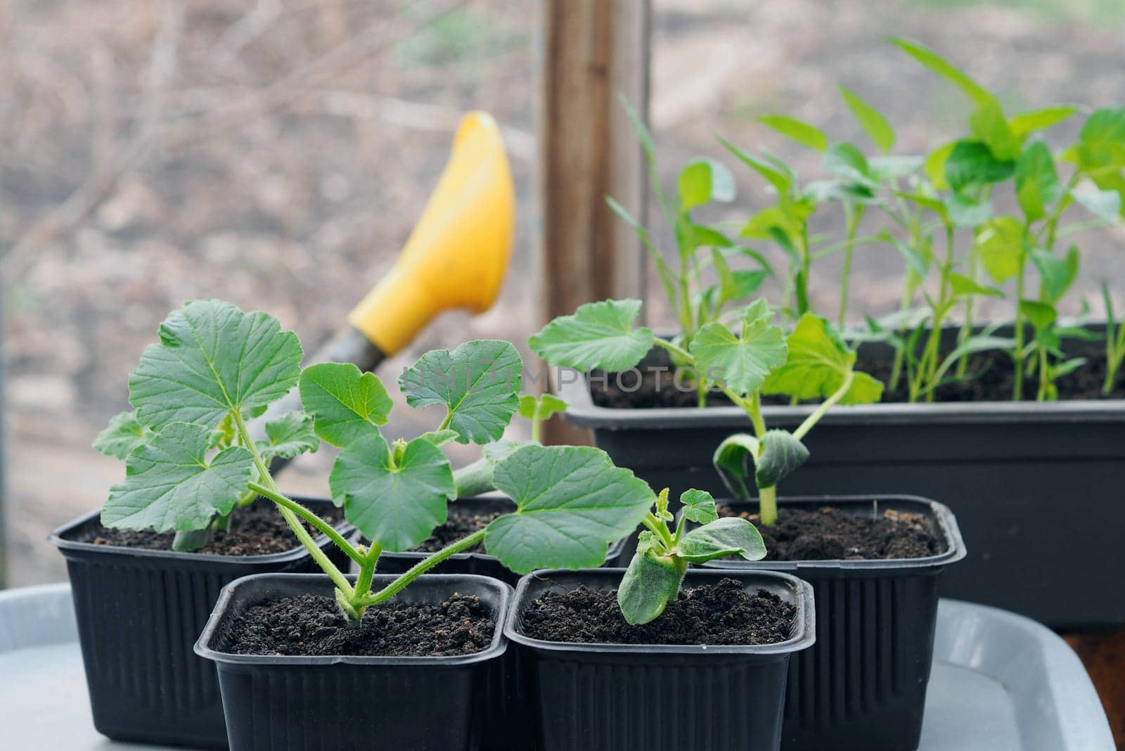 Growing seedlings of pumpkin,cucumber or zucchini in pots with organic soil.Agriculture and vegetable growing concept