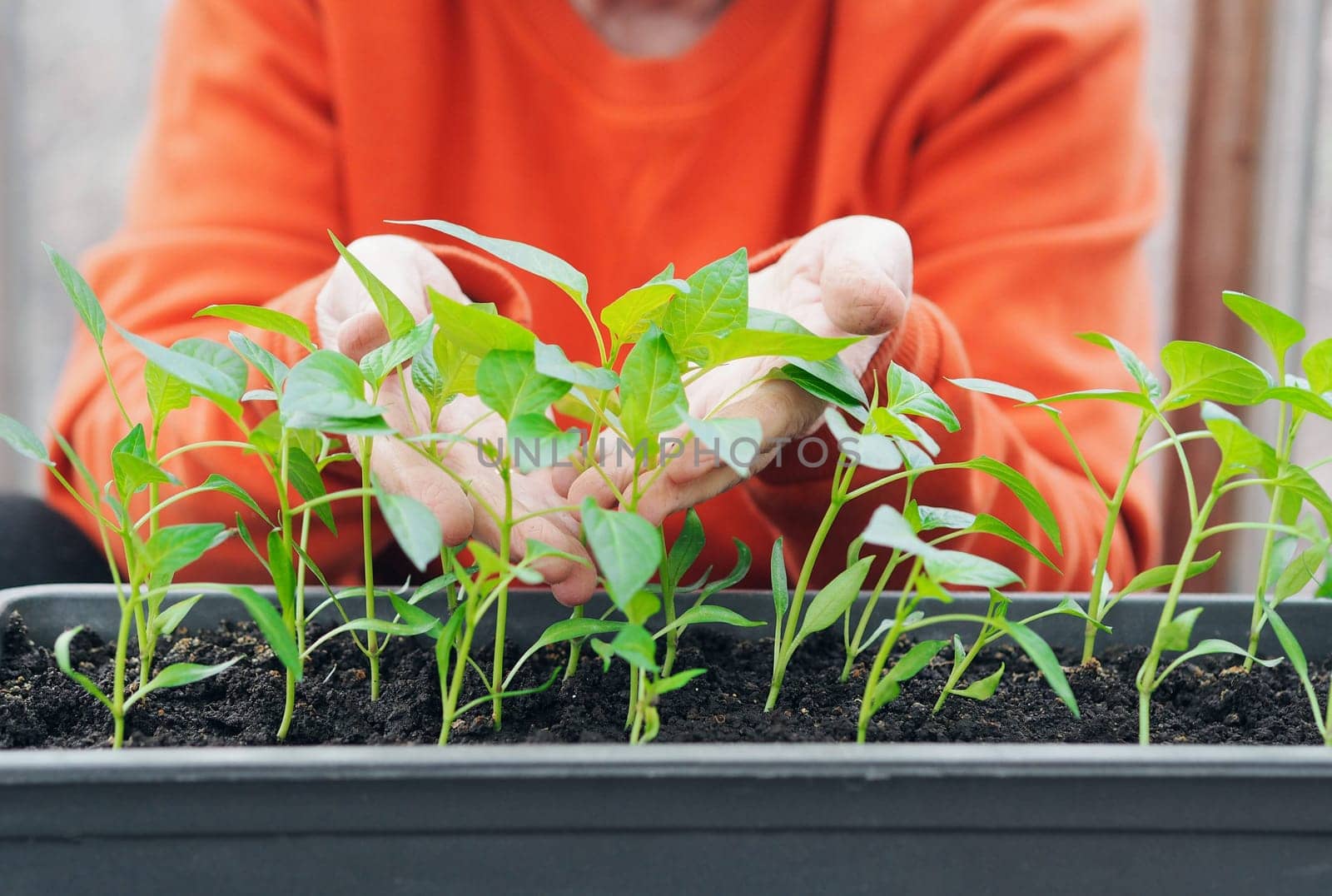 Young green pepper plants with leaves growing in a box in a greenhouse indoors. The concept of agriculture, vegetable growing and gardening. Female hands take care of plants