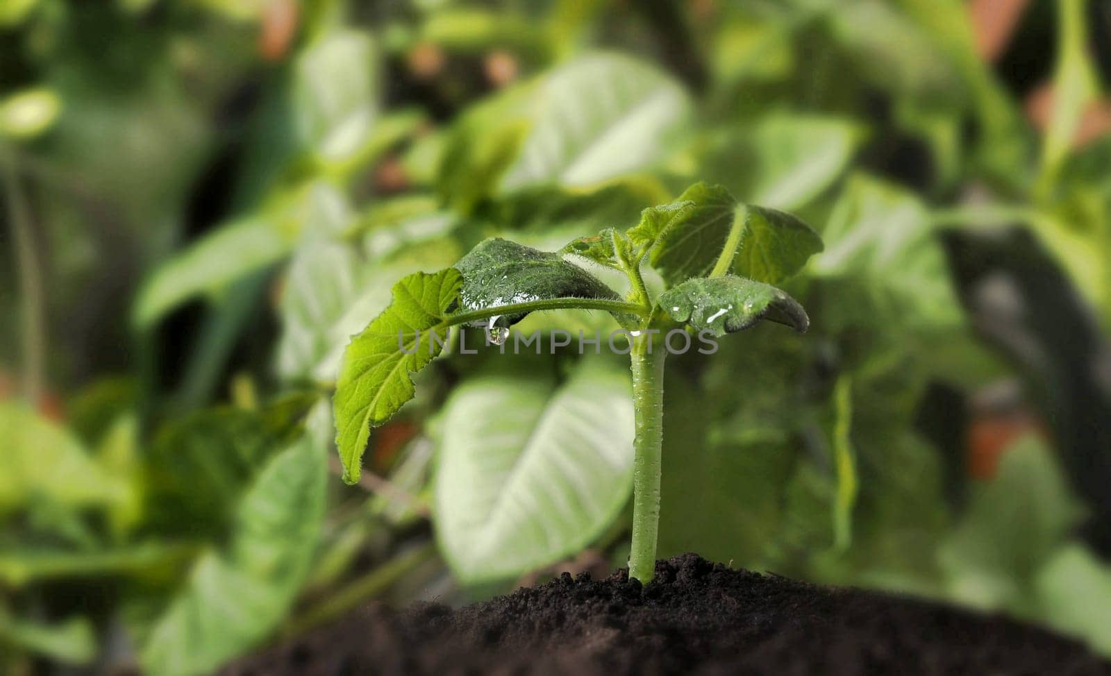 Young sprouts of pumpkin against the background of green domestic plants.The concept of growing seedlings at home.Theme of agriculture and spring preparatory plantingung small sprout plant growing