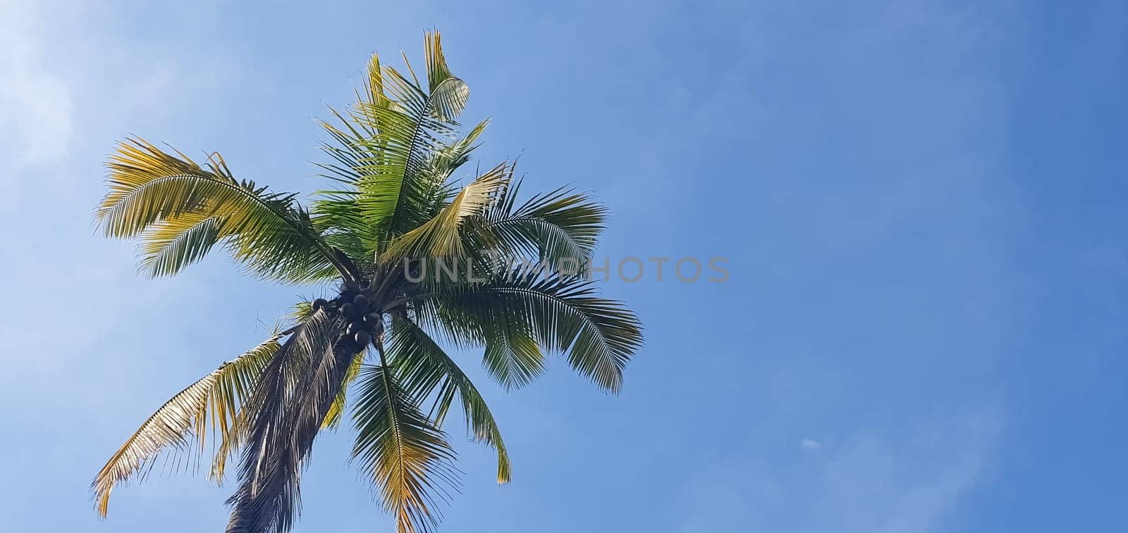 Palm tree view from below. Vacation concept. Natural background