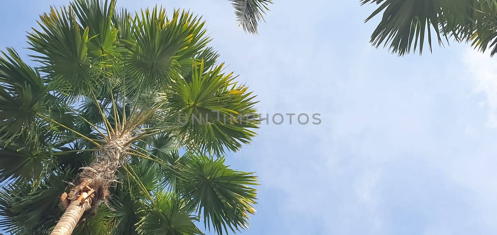 Palm tree view from below. Vacation concept. Natural background