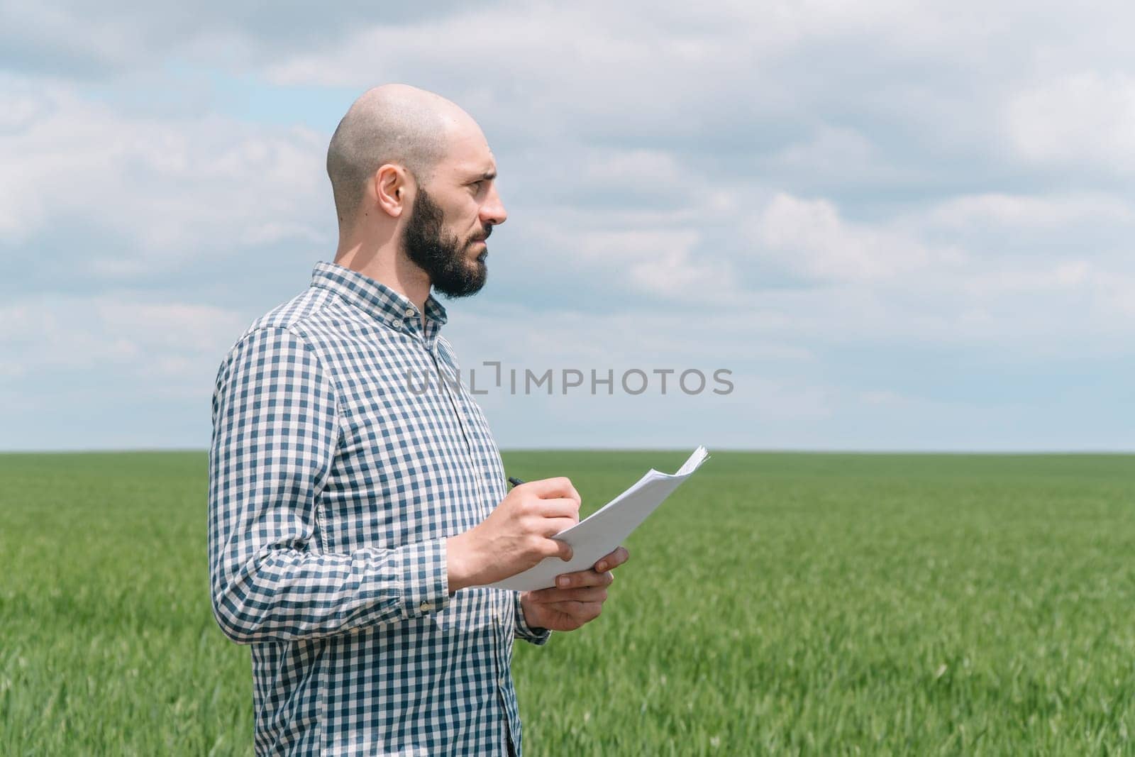 Agronomist or farmer examines the growth of wheat. Farmer examines the field of cereals
