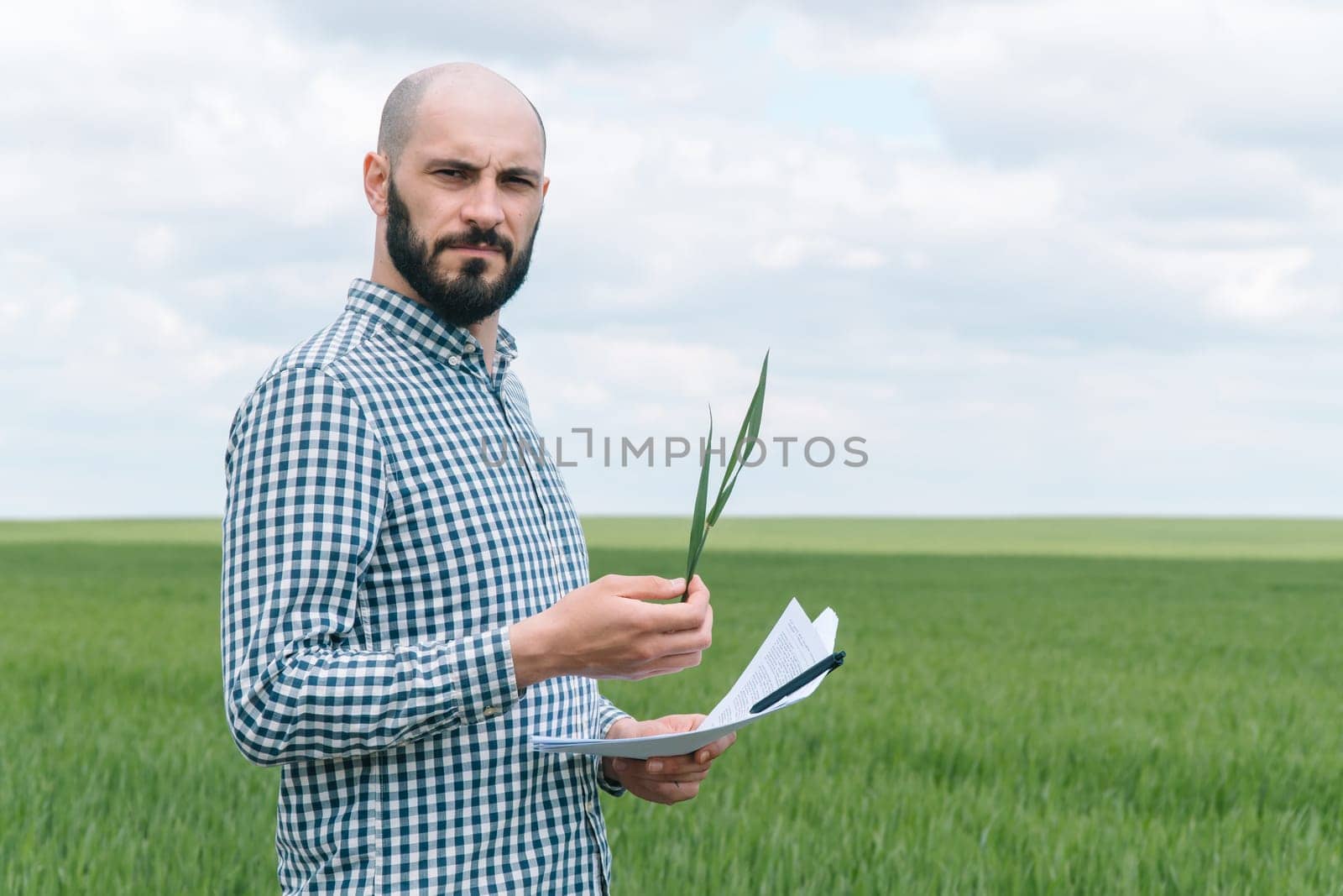 Agronomist or farmer examines the growth of wheat. Farmer examines the field of cereals
