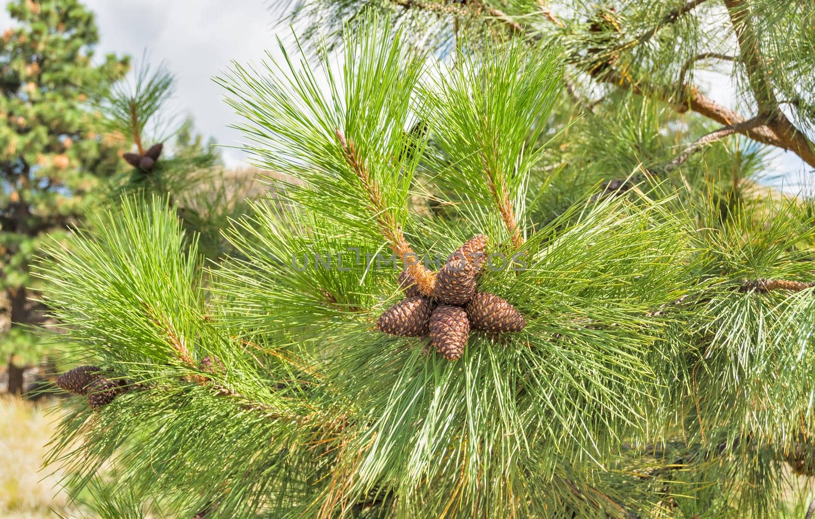 Pine cones on the branch among green leaves by Imagenet