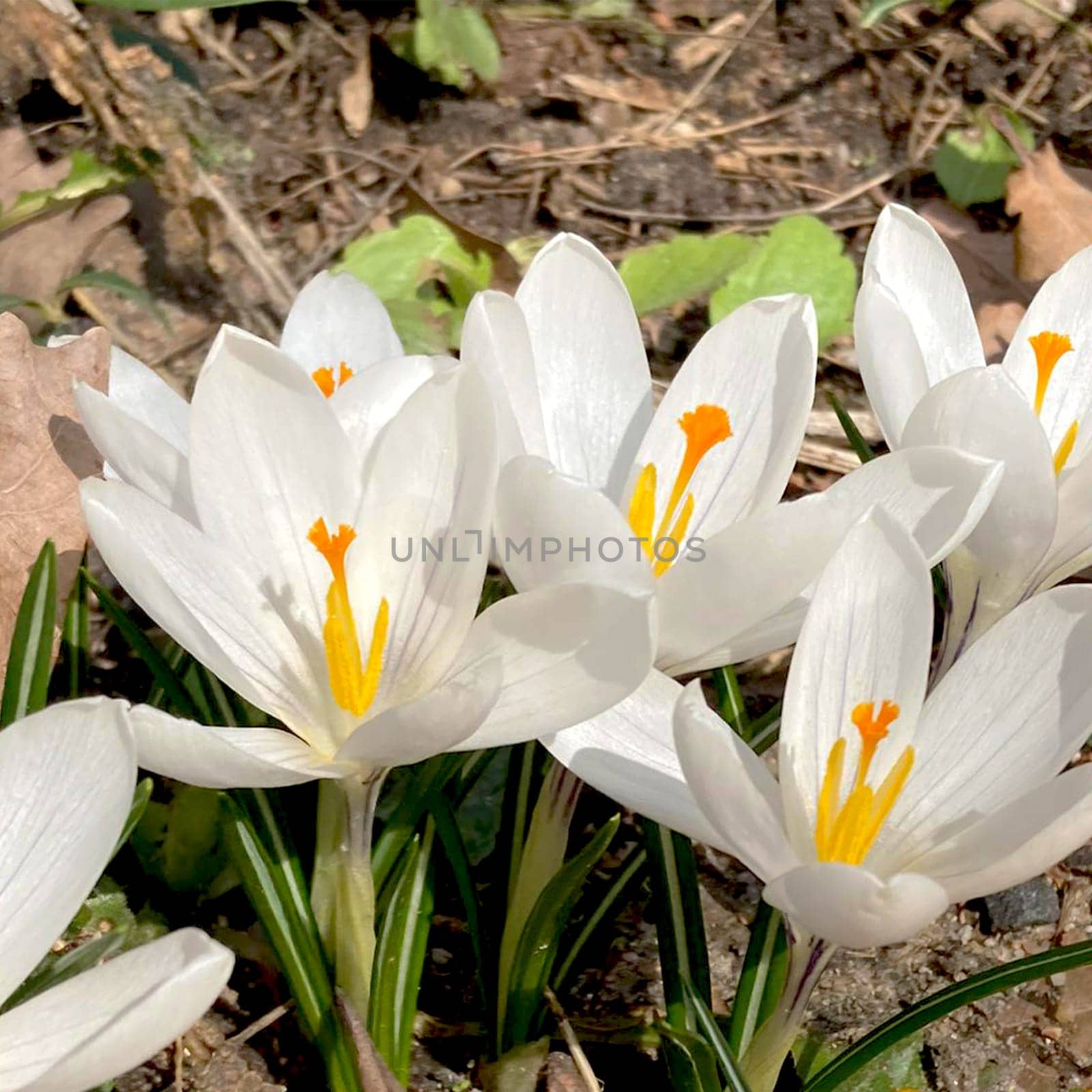 Crocus flowering plants in iris family. Flowers close-up on natural background. by Margo