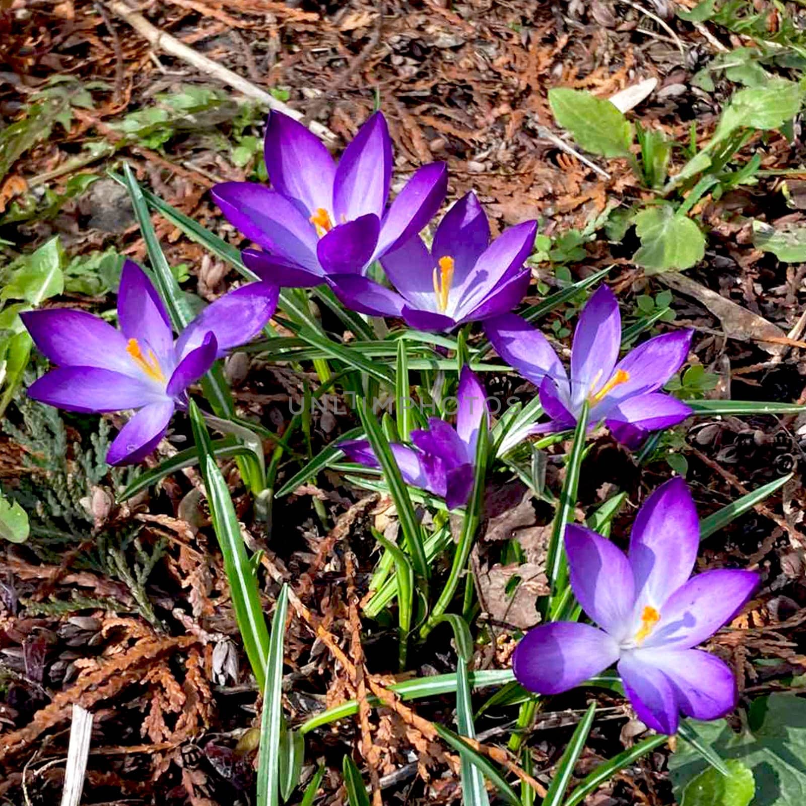 Crocus flowering plants in iris family. Flowers close-up on natural background. High quality photo