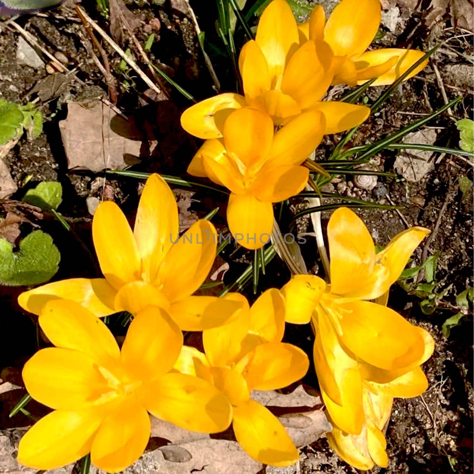 Crocus flowering plants in iris family. Flowers close-up on natural background. by Margo