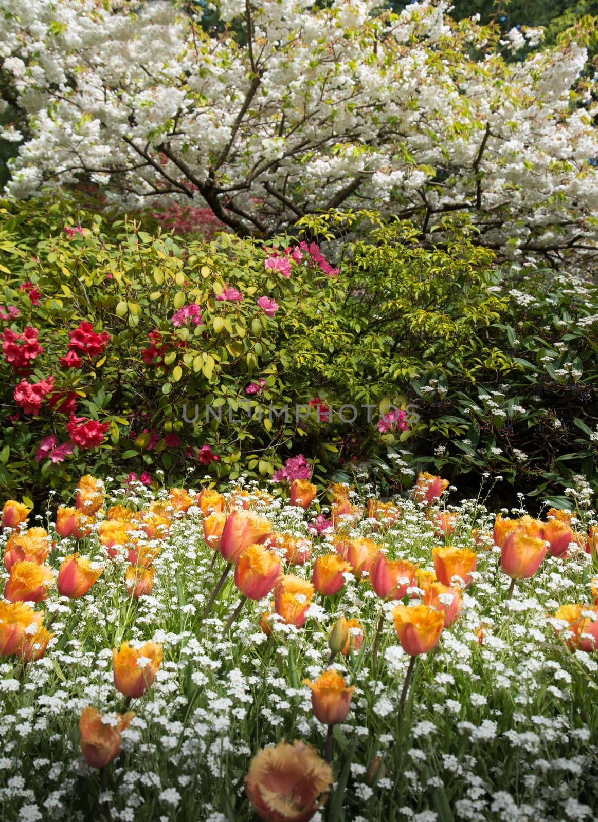 Spring Blooms in Buchart Formal Gardens by lisaldw