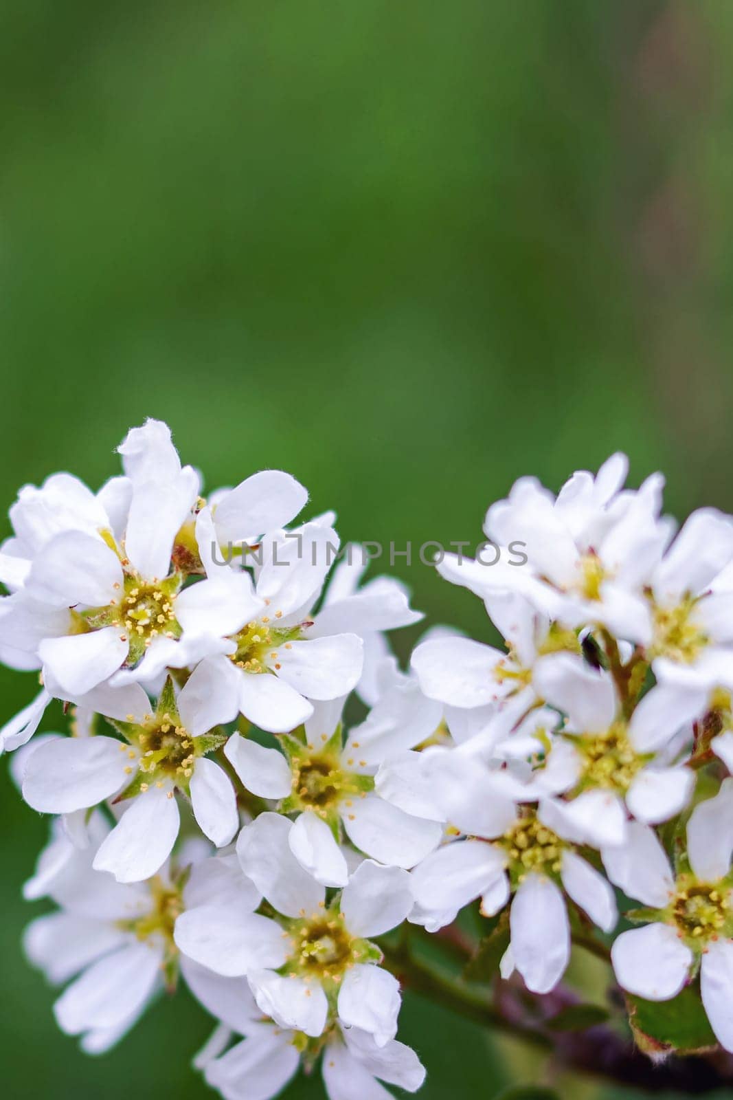 White flowers and green leaves close up, copy space