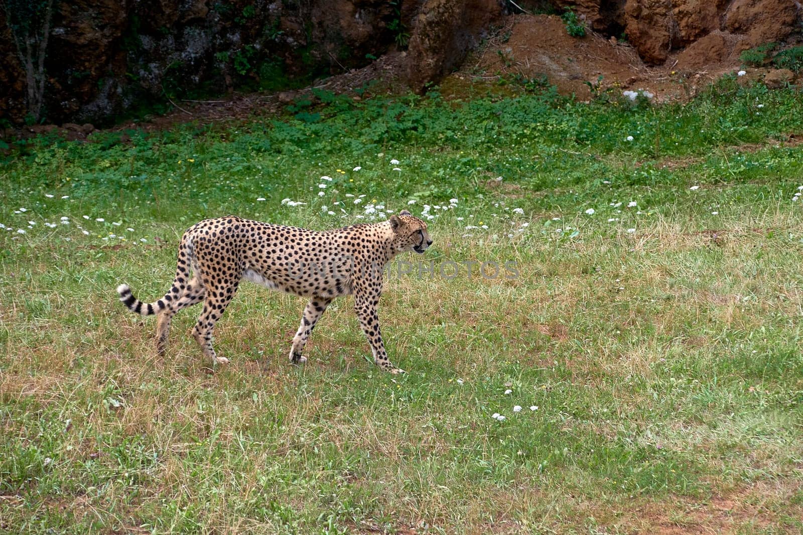 A cheetah standing upright on the dry savannah. green, sunny, spotted, feline, uncrowded