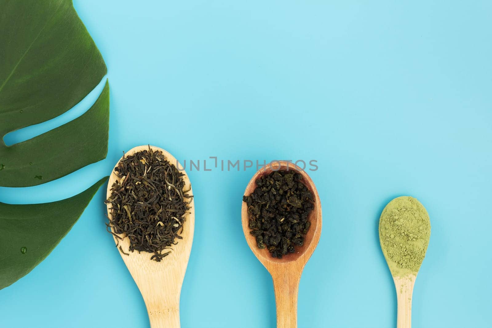 Two types of green tea and matcha tea in wooden spoons on a blue background. Copy space.