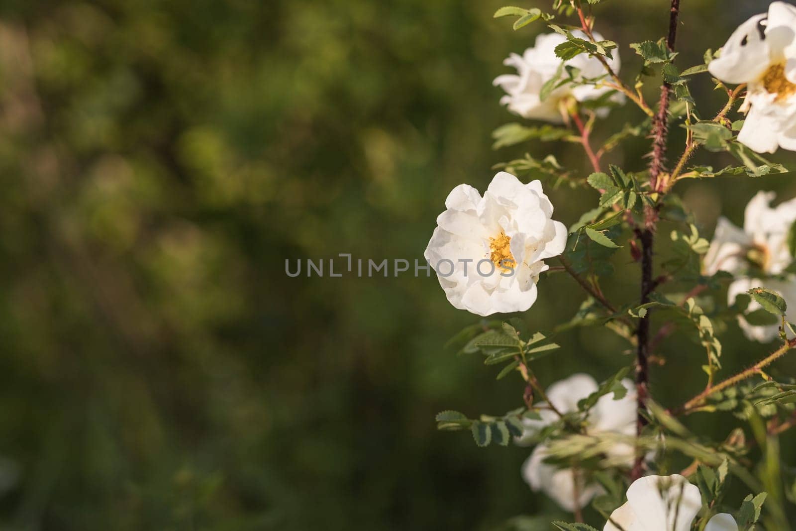 A white blossoming roses in the garden. Beautiful white rose bush growing on flower bed at sunny summer day.