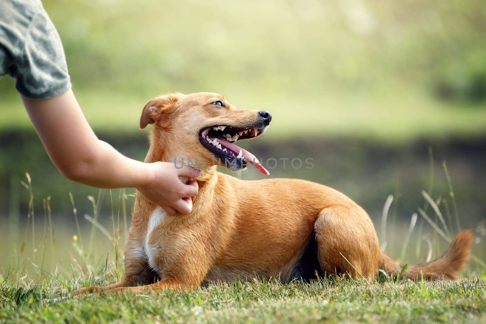 Ginger puppy is lying on a green grass and pet owner caress puppy's neck by hand. Concept, pets love, healthy puppy, pets training
