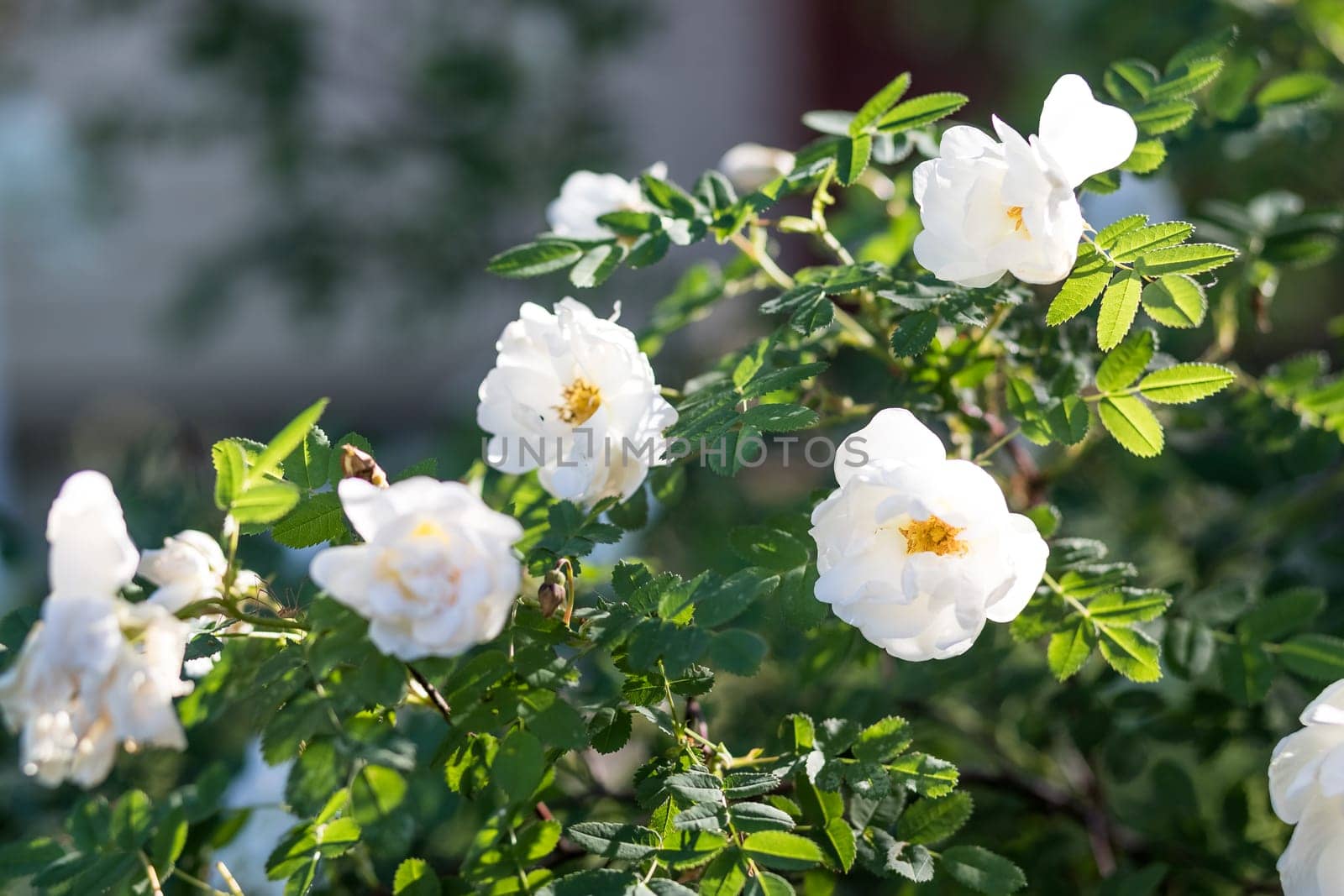 A white blossoming roses in the garden. Beautiful white rose bush growing on flower bed at sunny summer day.