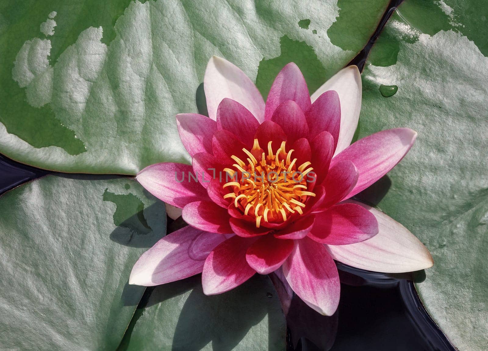 Red water lily in full bloom. Top view. by Lincikas