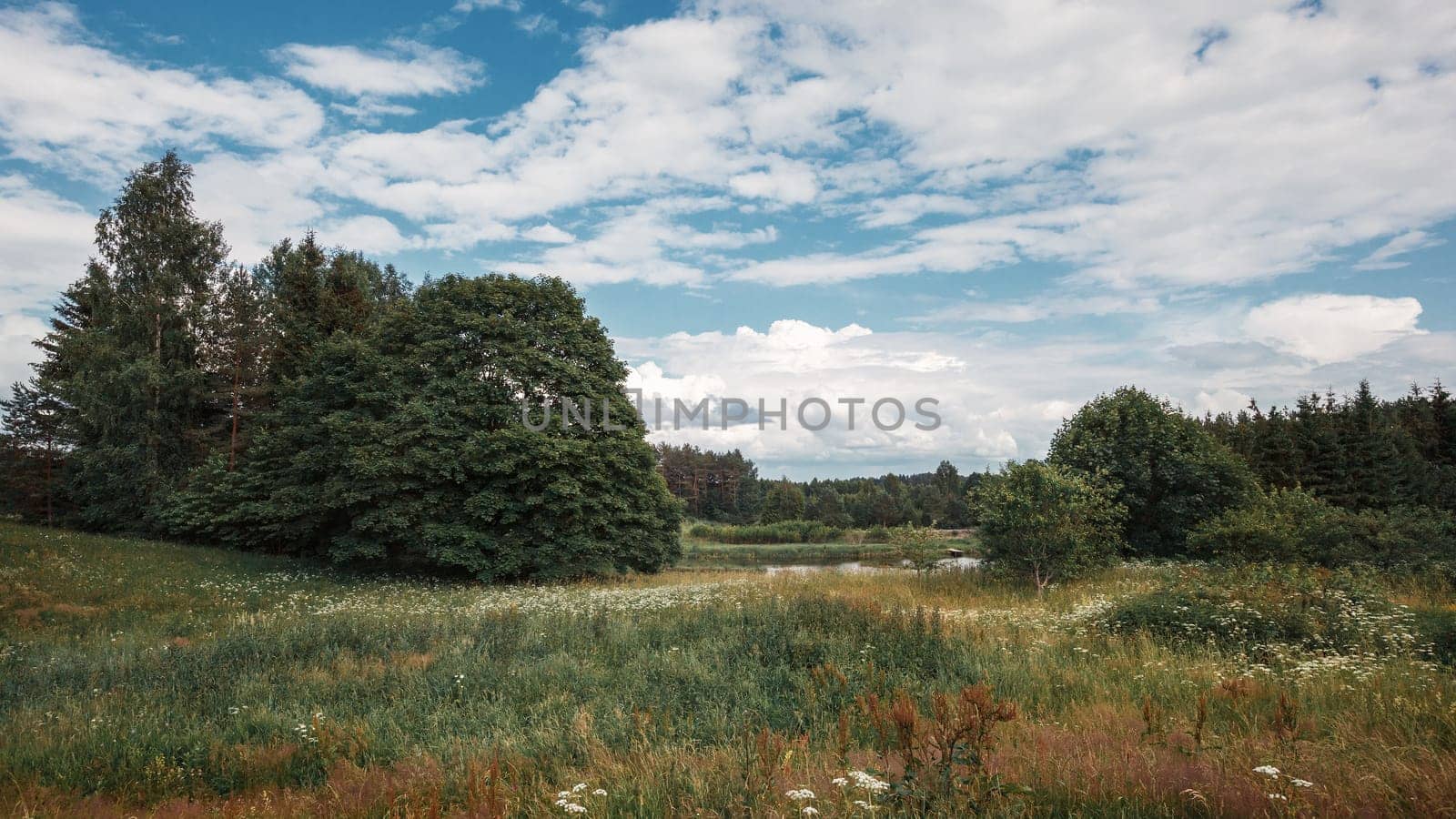 White flowers on green meadow, forest and lake on horizon and white clouds on blue sky