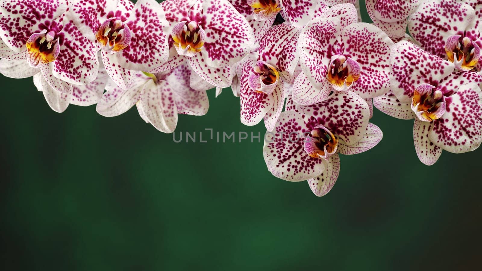 Website banner of pink spotted white orchid flower petals. Lots of petals at the top of photo, there is free space for a note on a green background below.