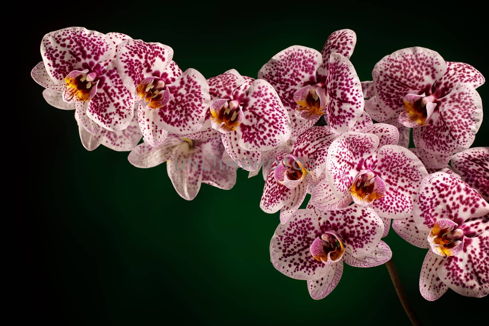 Pink Phalaenopsis Orchid Dalmatians on dark green background. Free space for text in the photo.
