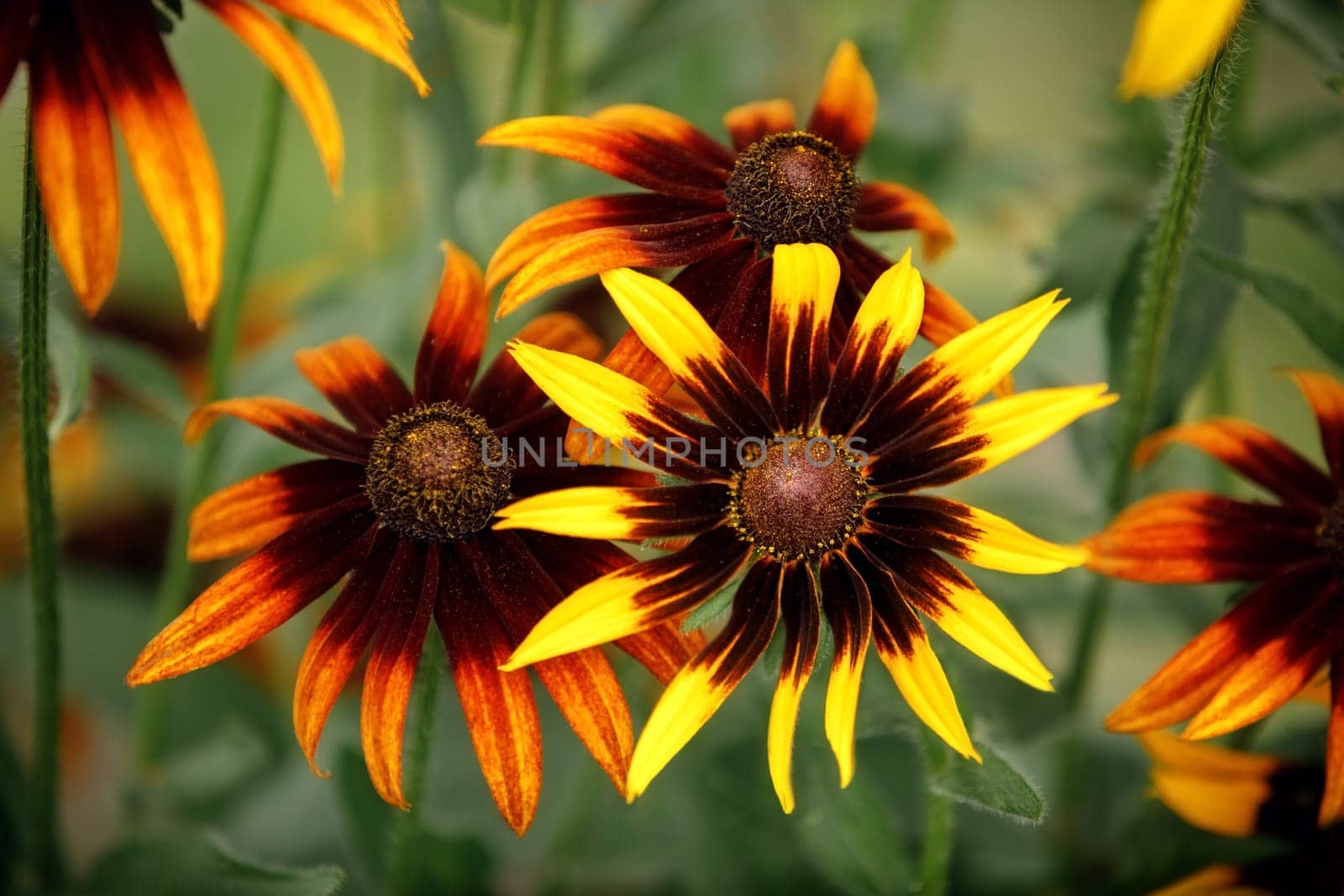 A flowering bush of yellow rudbeckia with beautiful inflorescences in a summer country yard.