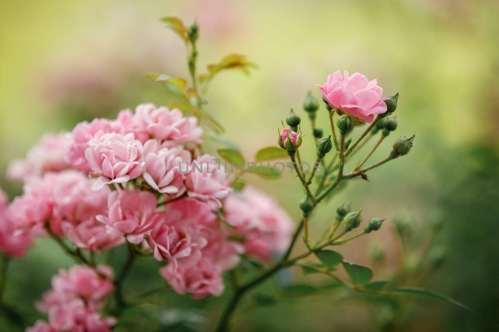 Beautiful close up of a lots of small flowers pink rose flower heads of the blurred background. by Lincikas