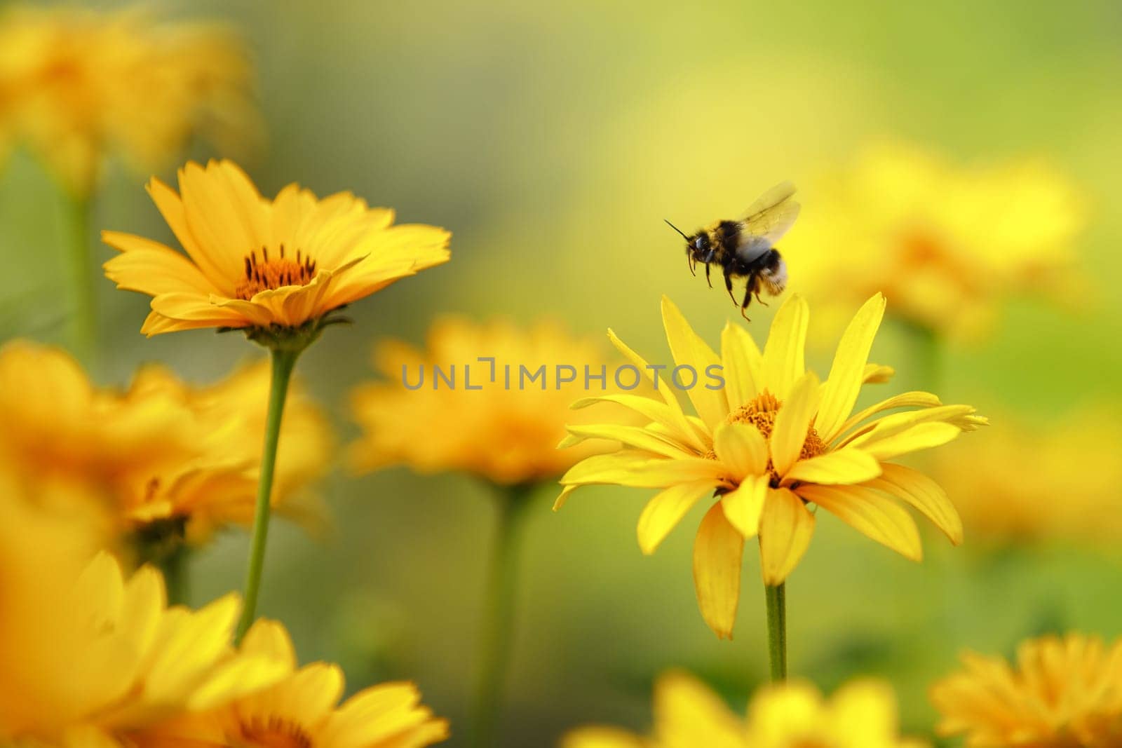 Bumblebee in flight, she tries to land on a petal of yellow Echinacea flowers. Awesome and gorgeous blurred sunny floral outdoor background perfect for a gift card.