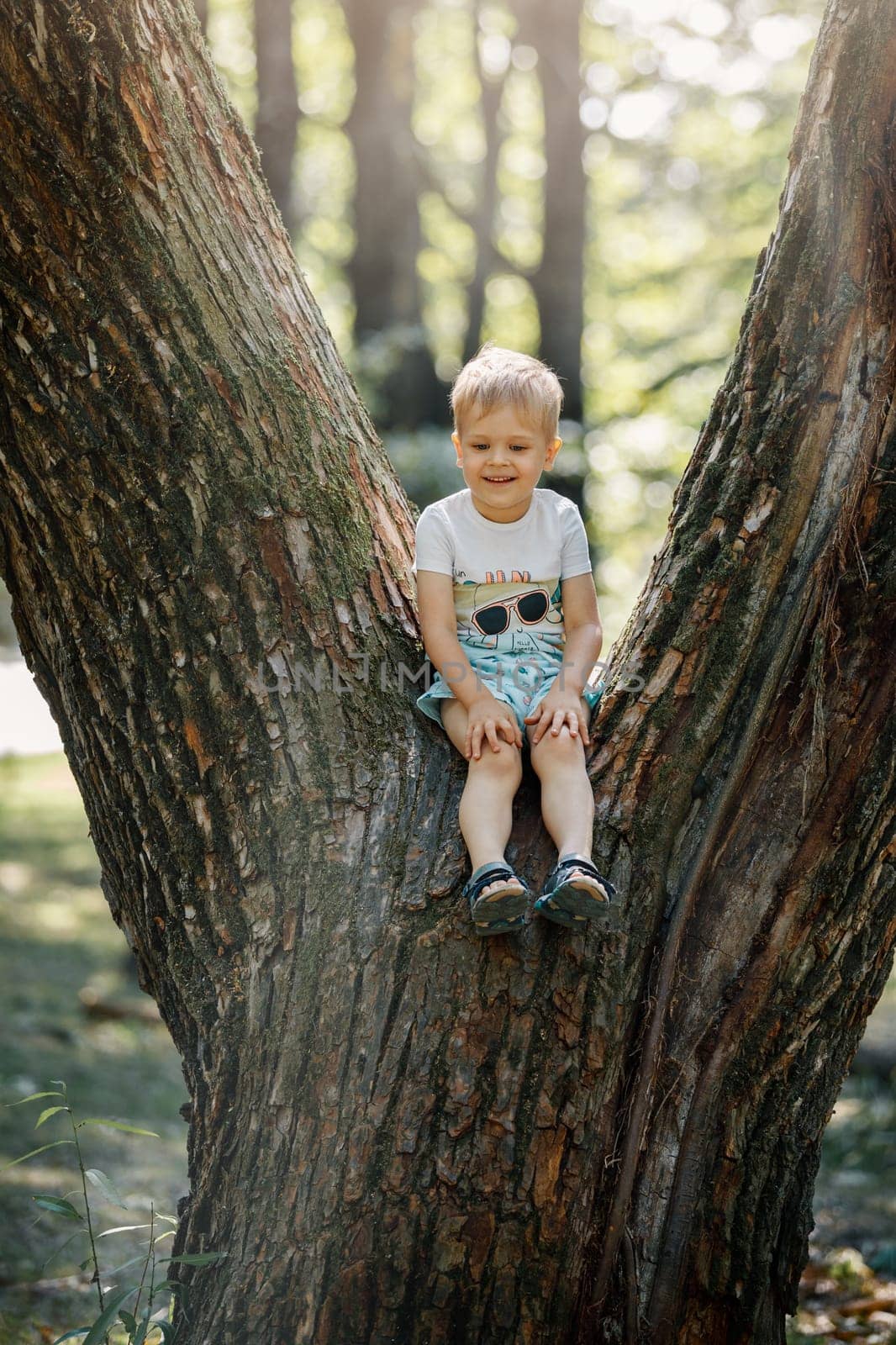 Portrait of cute kid boy sitting on the big old tree on summer day. Child climbing a tree. Little boy sitting on tree branch outdoor. Active boy playing in park. by Lincikas
