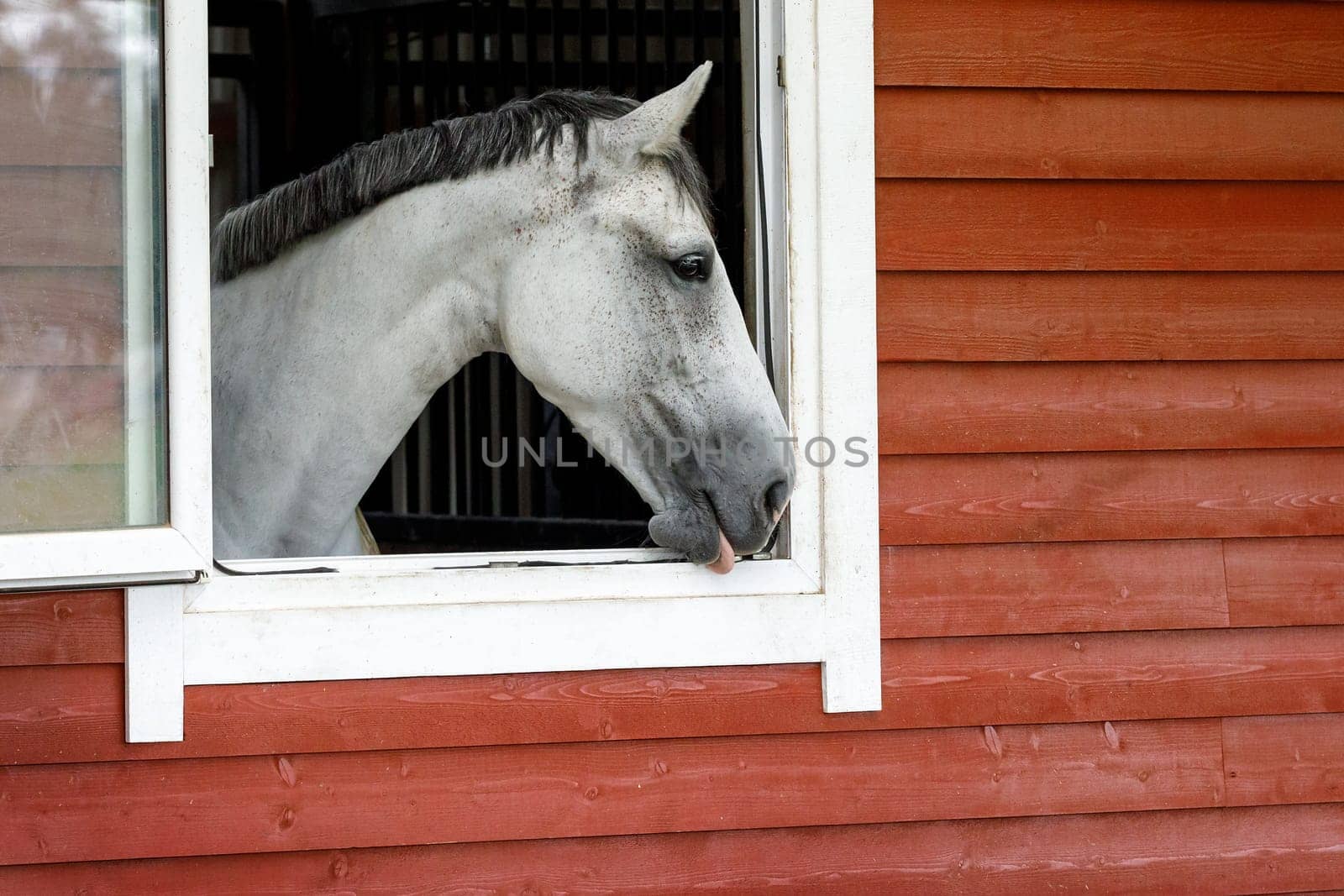 Close-up of a white horse looking out from his stall window. Horizontal photo, there is free space for text. by Lincikas