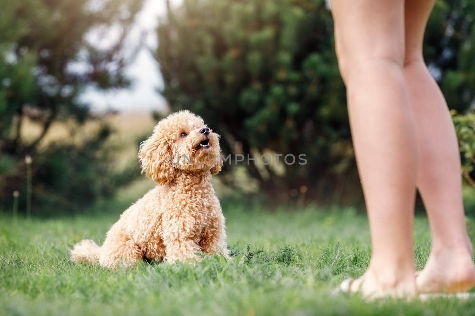 Brown cute poodle puppy sitting on the grass, looking up and waiting her team. Pet owner train his dog poodle in the park. by Lincikas