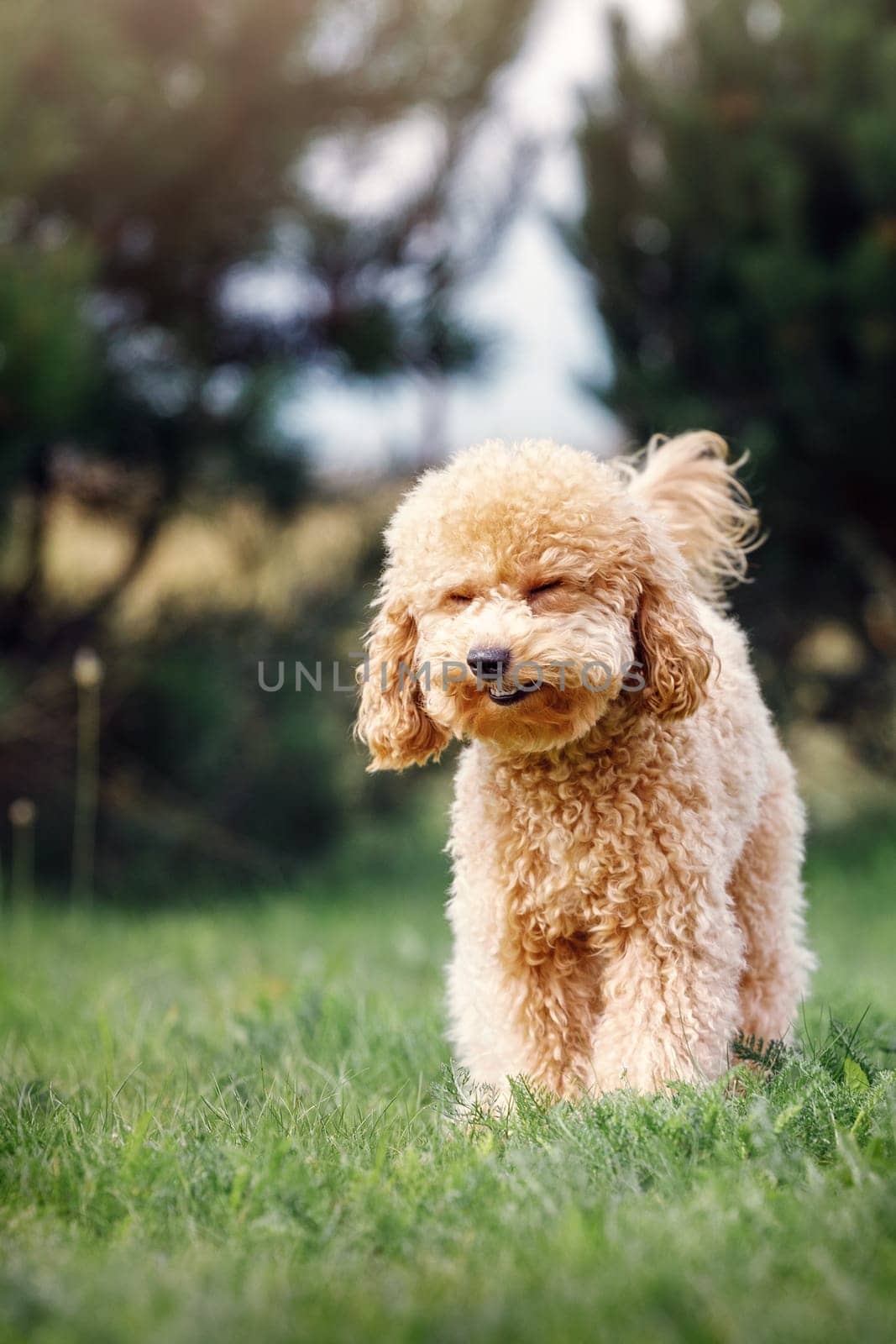 Funny, vertical photo of the light brown poodle puppy. Dog stands on the lawn and he face looks like laugh.