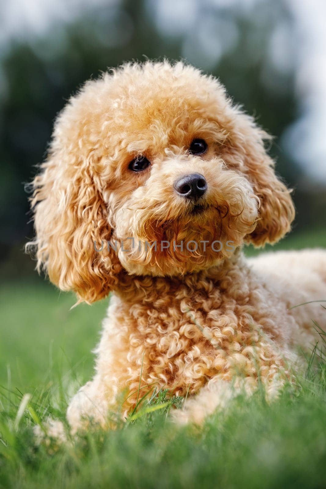 Cute brown dog breed of toy poodle lie on the lawn and looks to photo camera and poses. Curly puppy on a green lawn. Vertical photo.