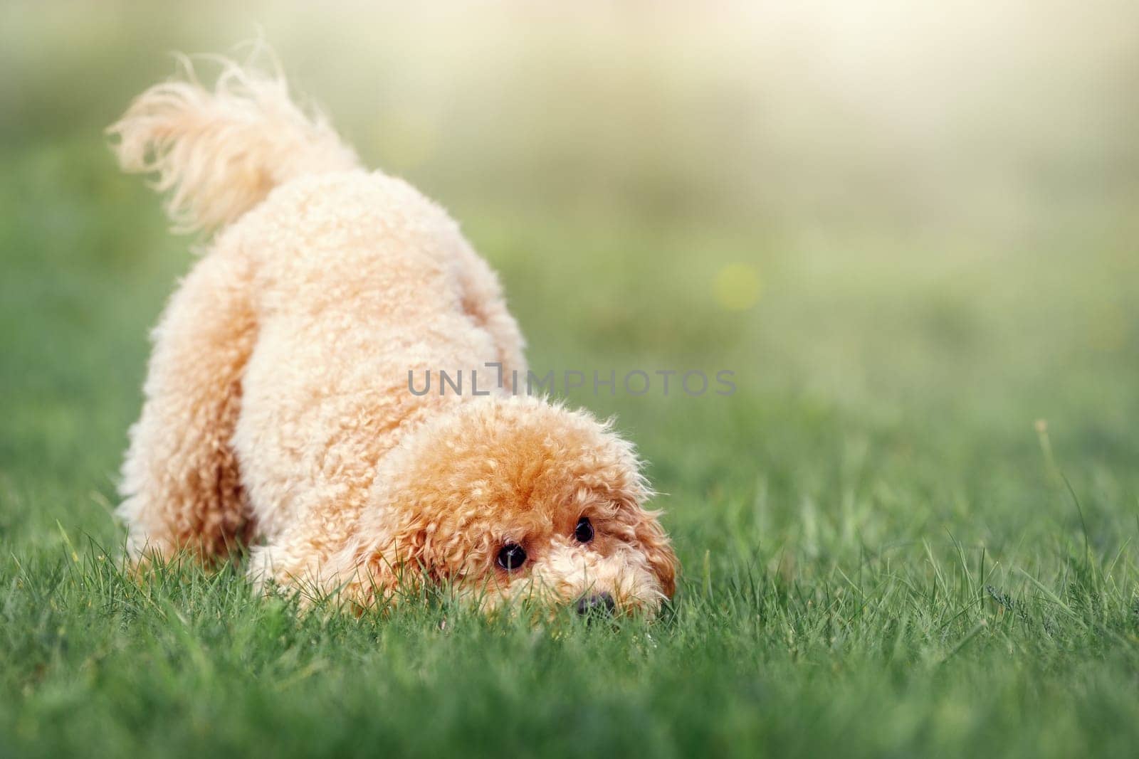 A cheerful and playful little poodle on a green sunny summer lawn. A cheerful dog, a sunny bright photo, lifts the mood, can be used as a gift card, there is free space to wish.