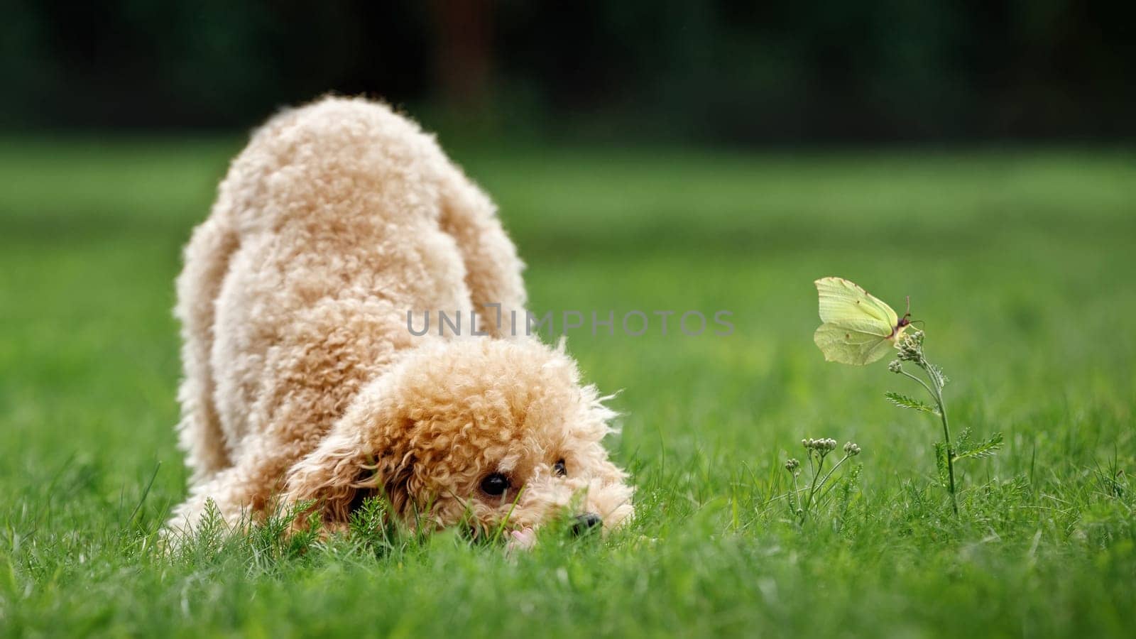 A gold colored playful poodle catches a butterfly. The wide format photo is suitable for a web banner or as a gift card, there is space for text. by Lincikas