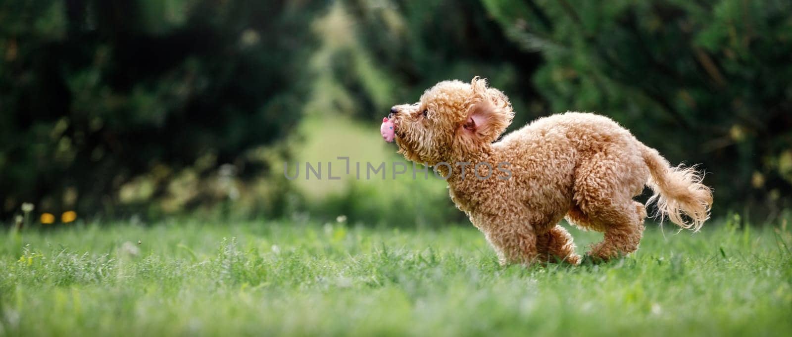 Little dog poodle flying fast on the grass. The dog bites a pink rubber toy. A panoramic photo suitable for a banner has free space for text by Lincikas