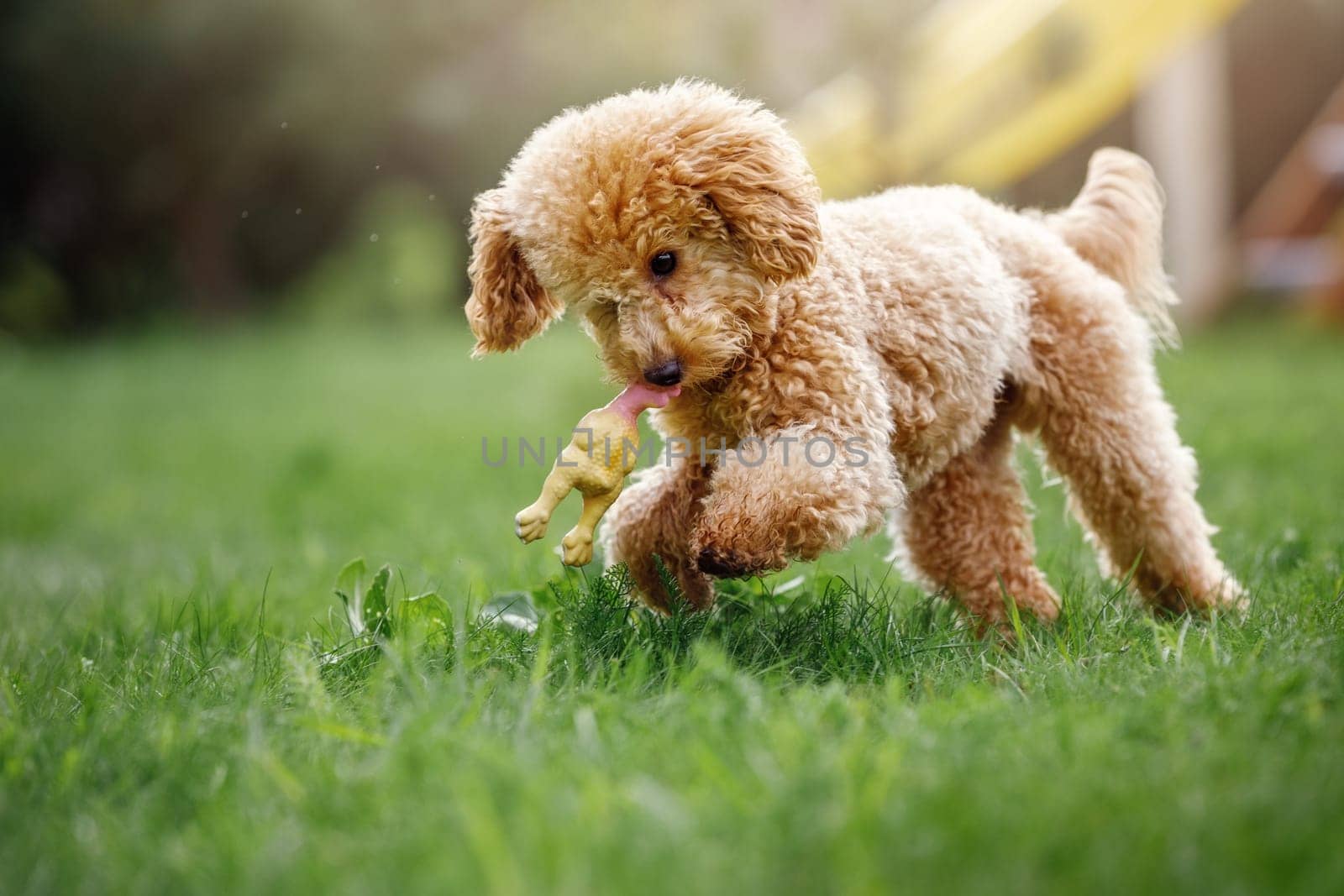 A playful, beautiful, healthy, young poodle is running around in a sunny meadow with its toy rubber chicken.