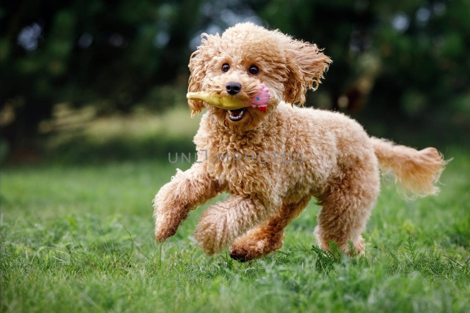 Apricot toy poodle frantically running towards the camera, very happy, playing, trained, on green grass in a park. Golden hair puppy biting a soft rubber toy in mouth. Poodle miniature by Lincikas