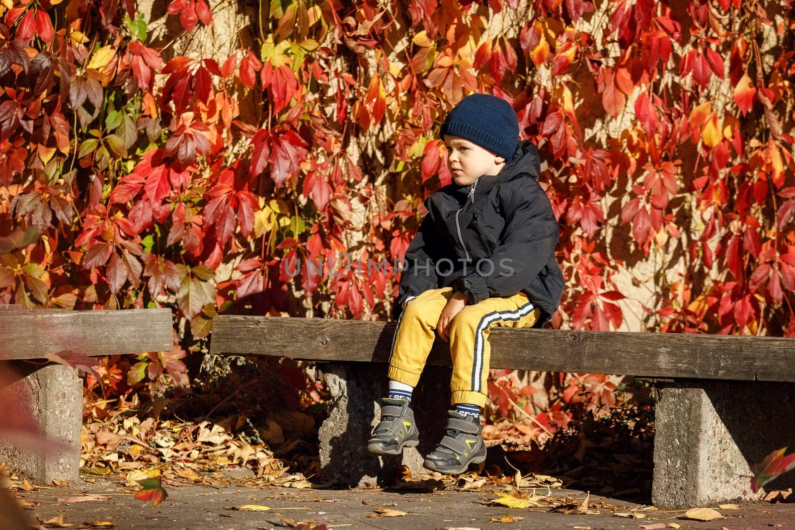 Lonely cute boy sitting on a bench against a background of bright red autumn leaves. by Lincikas