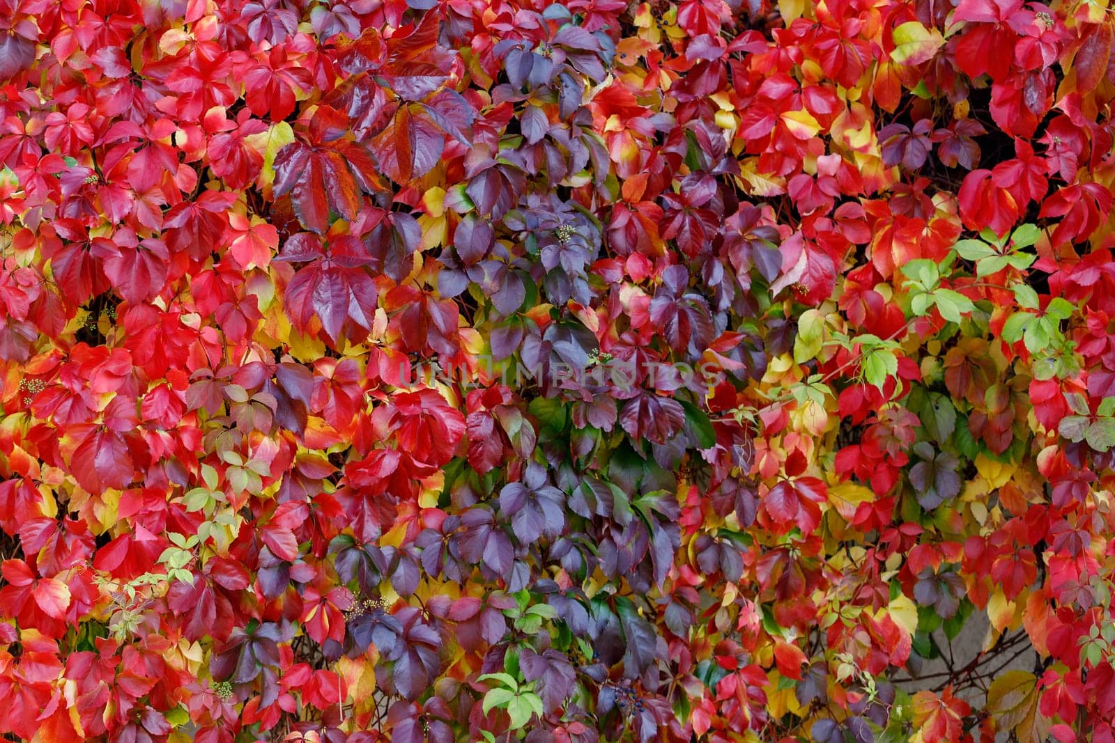 Colorful red and green Leaves of a Virginia creeper (Parthenocissus quinquefolia) Vine Plant in Autumn. by Lincikas